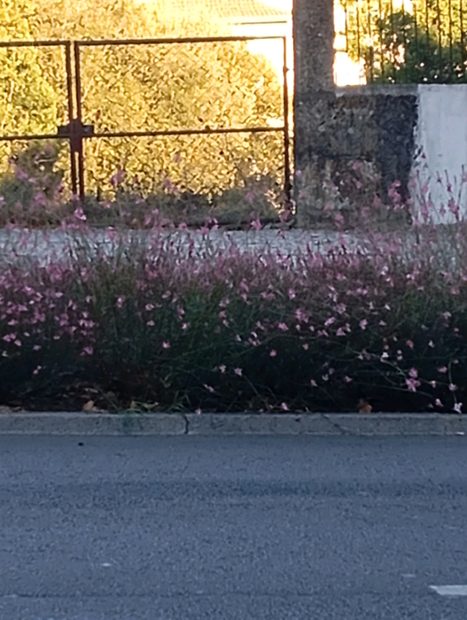 The image shows a roadside scene in Viseu, Portugal, featuring a planter with numerous small pink flowers, likely Gaura lindheimeri, bordering a paved street. Behind the flowers, a fence made of dark metal bars is visible, with a stone pillar and wall to its right. The background is filled with foliage, illuminated by warm sunlight, suggesting it is either early morning or late afternoon. The street in the foreground appears to be asphalt with some lighter markings. No people or animals are visible in the frame. The overall impression is one of urban greenery adjacent to a public road.