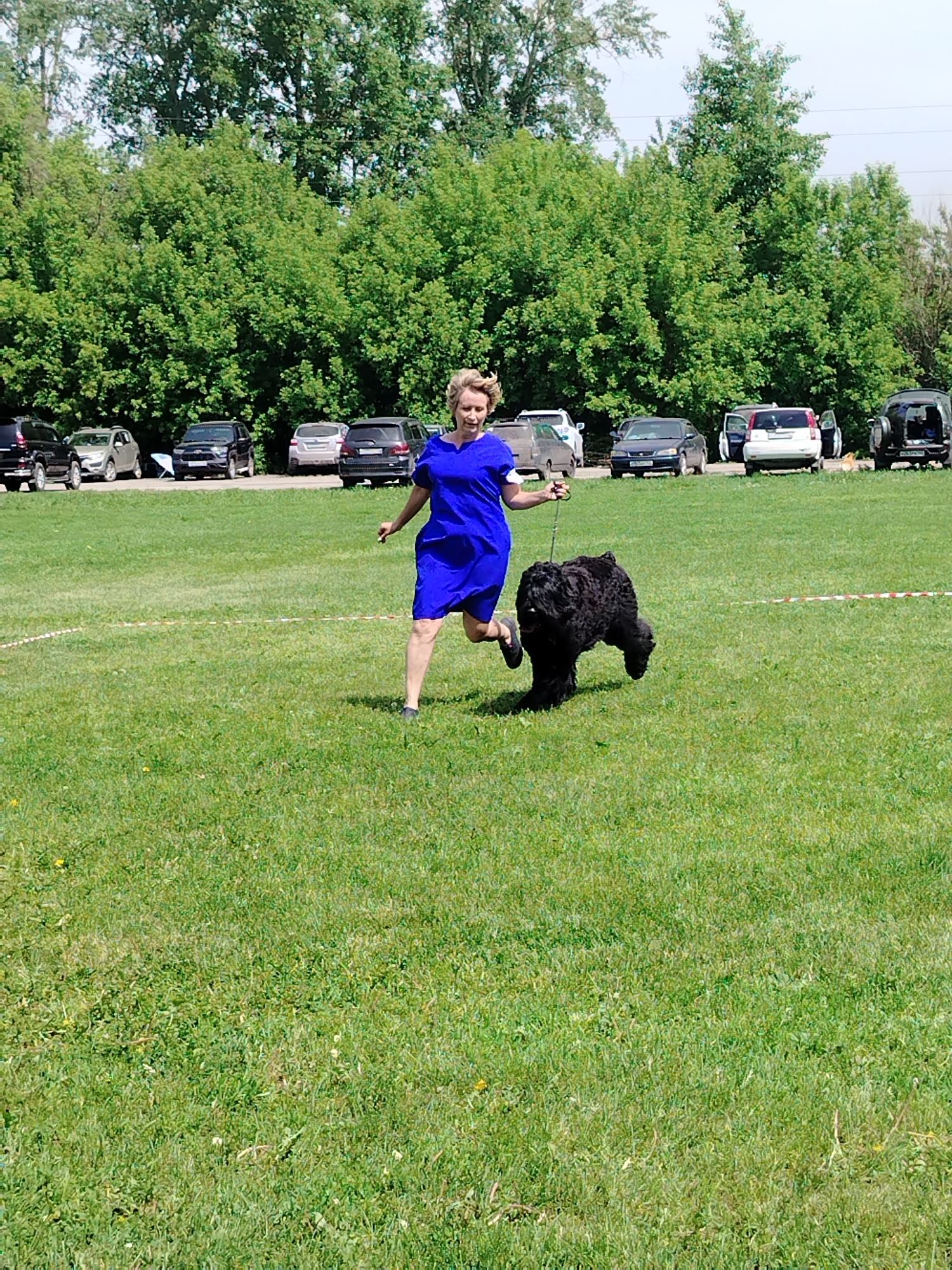 This image captures an outdoor scene, likely in Kiselyovsk, Russia, featuring a woman and a dog on a grassy field. A fair-skinned woman with short blonde hair, wearing a royal blue short-sleeved dress and dark flat shoes, is depicted in motion, running from the left side of the frame towards the right. Her left arm is extended forward, holding a dark leash that connects to a large, black, shaggy dog, possibly a Black Russian Terrier, which runs alongside her. The dog is also in mid-stride, moving in the same direction as the woman. The foreground consists of a green grassy field with sparse yellow flora, and a faded red and white striped line is visible horizontally on the ground, suggesting a boundary or course marker. In the background, a row of multiple parked passenger vehicles, including SUVs and sedans of various colors (e.g., black, silver, dark blue, white), are visible behind the grassy area. These vehicles are positioned in front of a dense line of mature green deciduous trees, which dominate the horizon under a bright, possibly overcast, sky.