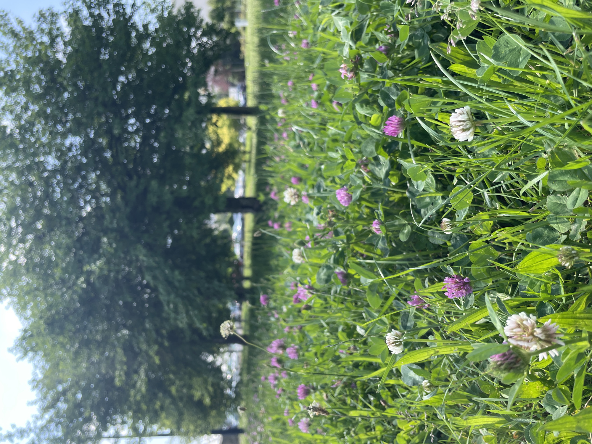 The image, oriented vertically, captures a vibrant outdoor scene primarily composed of lush green grass and numerous clover plants. In the sharp foreground, dense patches of green grass are intermingled with clover, showcasing an abundance of both white and purple/pink spherical blossoms. Individual clover leaves, typically trifoliate, are clearly visible among the grass blades.
In the midground and background, the scene transitions to a soft blur, revealing large, mature trees with their canopies full of dense green foliage. A bright, clear sky is visible through and beyond the tree branches. The lighting suggests it is daytime, likely morning or afternoon, under sunny weather conditions, with bright sunlight illuminating the vegetation. There are no people, animals, or man-made objects distinctly visible, nor is there any discernible activity taking place. No text is visible in the image. The setting appears to be a natural area such as a meadow, field, or a section of a park.