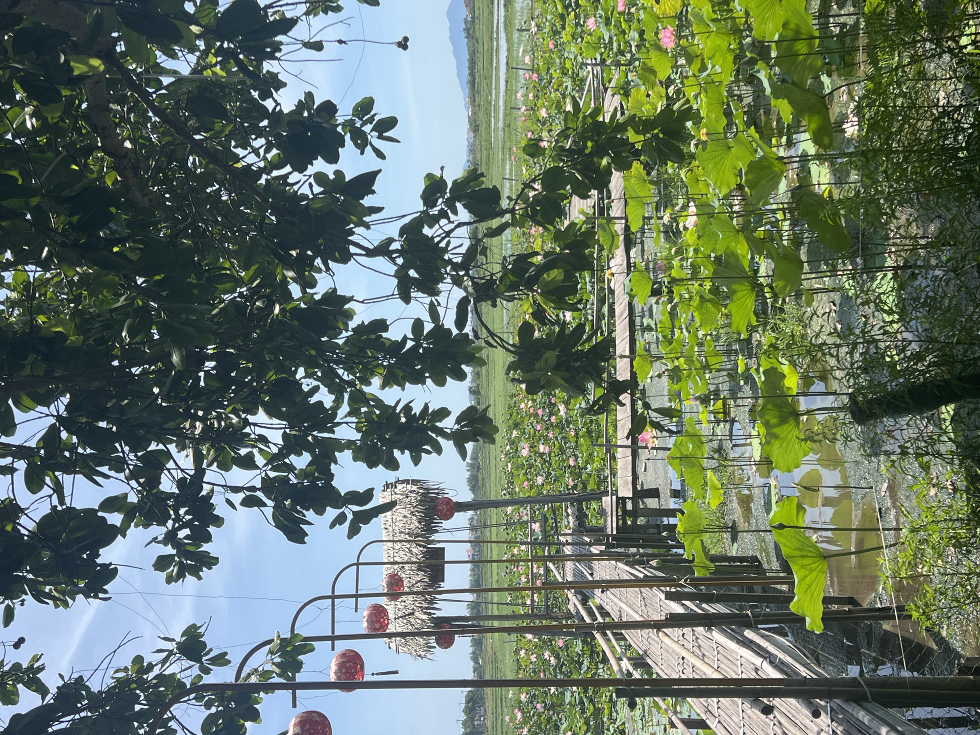 This is a vertical-format, eye-level shot of a lotus pond in Hội An, Vietnam. The foreground is dominated by the lush green foliage of trees and large lotus leaves. A wooden walkway, constructed from bamboo and planks, traverses the pond, allowing access to the lotus flowers. Red, spherical lanterns are suspended along the walkway, adding a decorative element. A small, thatched-roof structure is visible on the left side of the walkway, possibly a resting spot or vendor stall. In the background, a vast expanse of lotus plants with pink blooms stretches towards a distant landscape of green fields and mountains under a clear blue sky. The lighting suggests it is daytime, with the sun casting shadows and highlighting the vibrant green of the plants and the blue of the sky. The scene evokes a sense of tranquility and natural beauty, typical of a serene rural landscape in Vietnam. No visible text is present in the image.