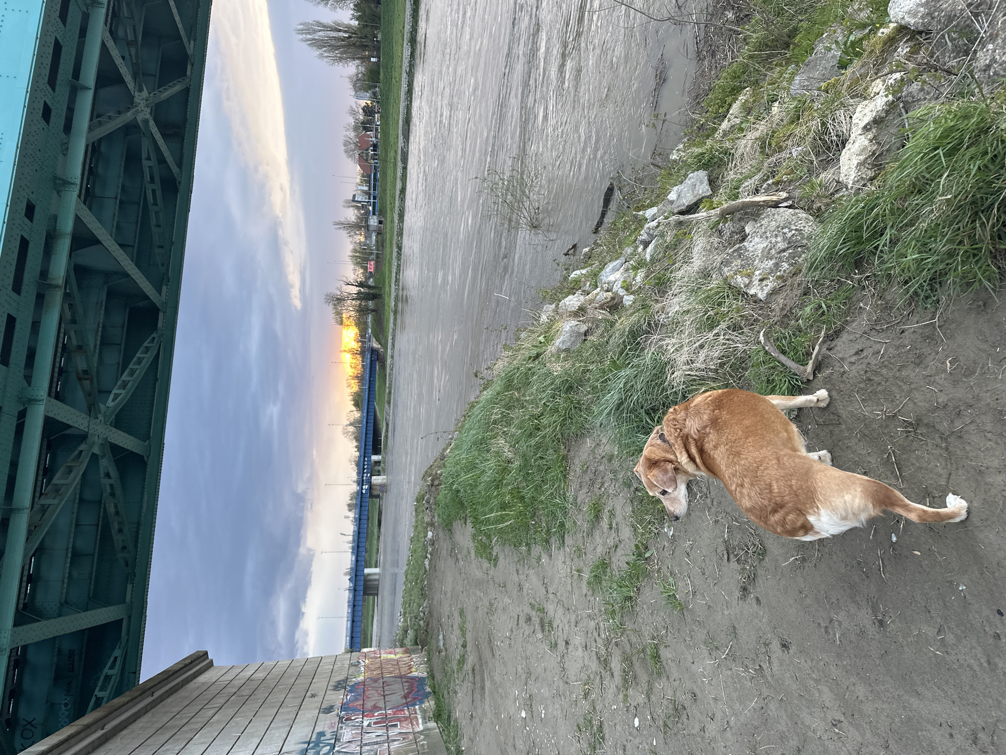 The scene depicts a late afternoon or early evening view of the Sava River in the city of Zagreb, Croatia, specifically from under a large green metal truss bridge, looking eastward. The sky is partially overcast with dark grey clouds overhead transitioning to lighter blue and orange hues near the horizon where the sun is setting.
In the foreground, a medium-sized, short-haired dog with a light brown coat and white markings on its hindquarters and muzzle stands on a dirt path. The dog wears a light-colored collar and faces towards the right, turning its head to look over its left shoulder towards the river. To the immediate left of the path, a massive concrete bridge abutment or pier is visible, adorned with graffiti in red, black, and white.
The dirt path borders the riverbank, which is characterized by scattered rocks, patches of green grass, and sparse vegetation. The Sava River occupies the mid-ground, appearing wide, turbid, and brownish-grey, with visible currents and some submerged branches. Across the river in the distance, a blue metal beam bridge with multiple concrete piers spans the water. Beyond this bridge, the horizon reveals a line of leafless trees, utility poles, streetlights, and several low-rise buildings, silhouetted against the vibrant orange and yellow glow of the setting sun. The underside of the large green metal truss bridge, with its riveted structure, beams, and cross-bracing, frames the upper portion of the image.