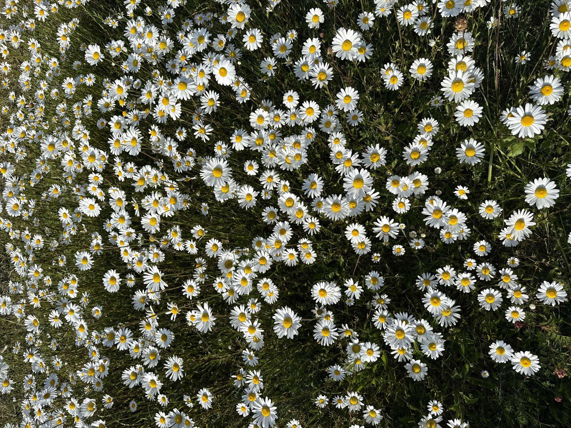A dense field of daisies covers the ground. The daisies have white petals and yellow centers. Green grass and weeds are interspersed among the flowers. The lighting is bright and sunny. The location is likely a meadow or open grassy area in or near Great Yarmouth, United Kingdom, though specific landmarks are not visible to confirm the exact location. No people or animals are visible. The focus is entirely on the floral landscape.