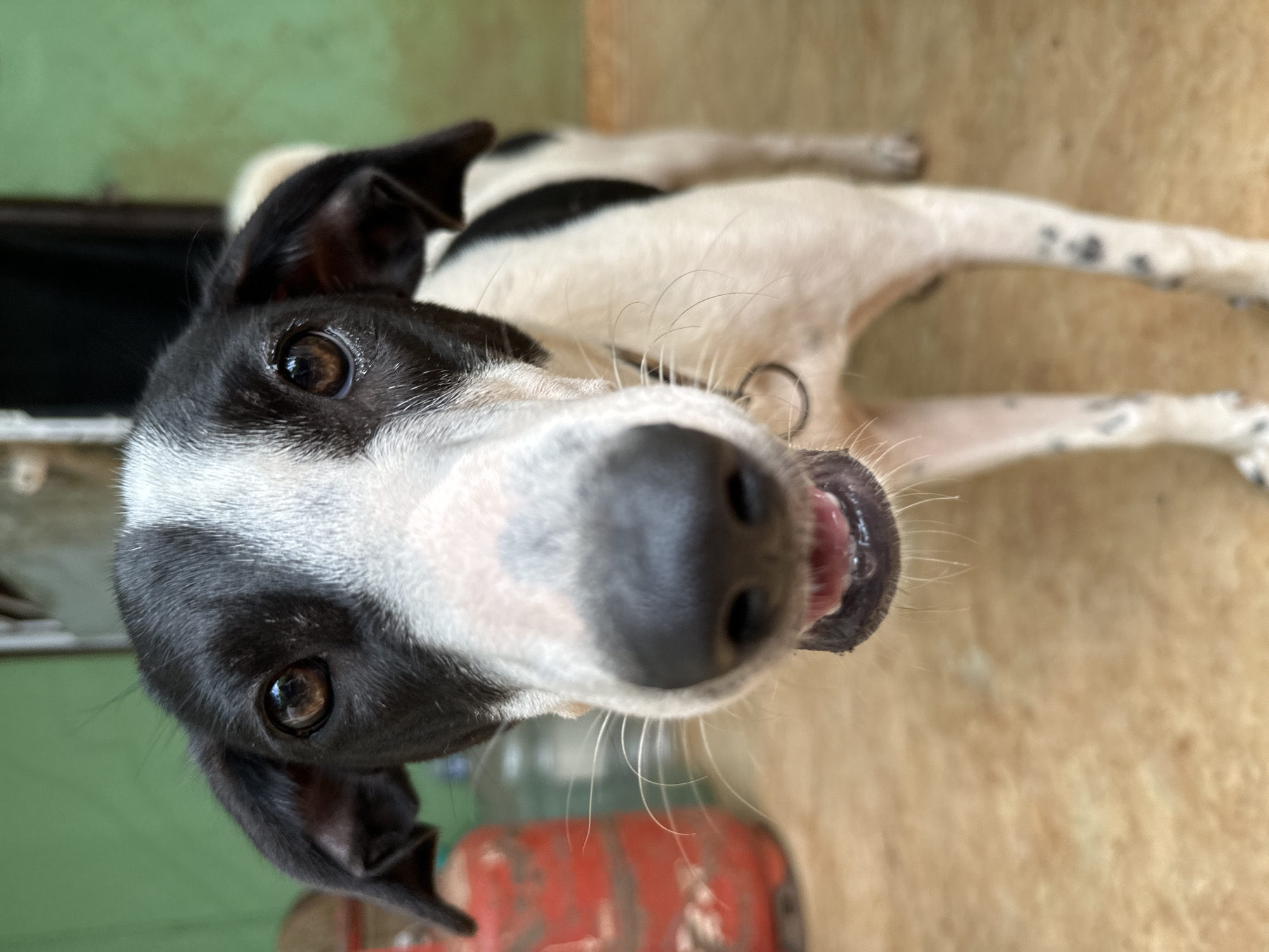 A medium shot captures a black and white dog with a thin build and floppy ears, facing forward with its mouth slightly open. The dog's snout is prominent in the foreground, with a black nose and visible whiskers. Its eyes are dark brown. The dog is standing on a light brown, textured surface, possibly pavement or a patio. In the blurred background to the left, a red gas cylinder and a large clear plastic bottle are visible. Behind the dog, a green wall serves as the backdrop. The overall setting suggests an outdoor area, potentially a courtyard or yard, consistent with a residential location in Ashvem, India.