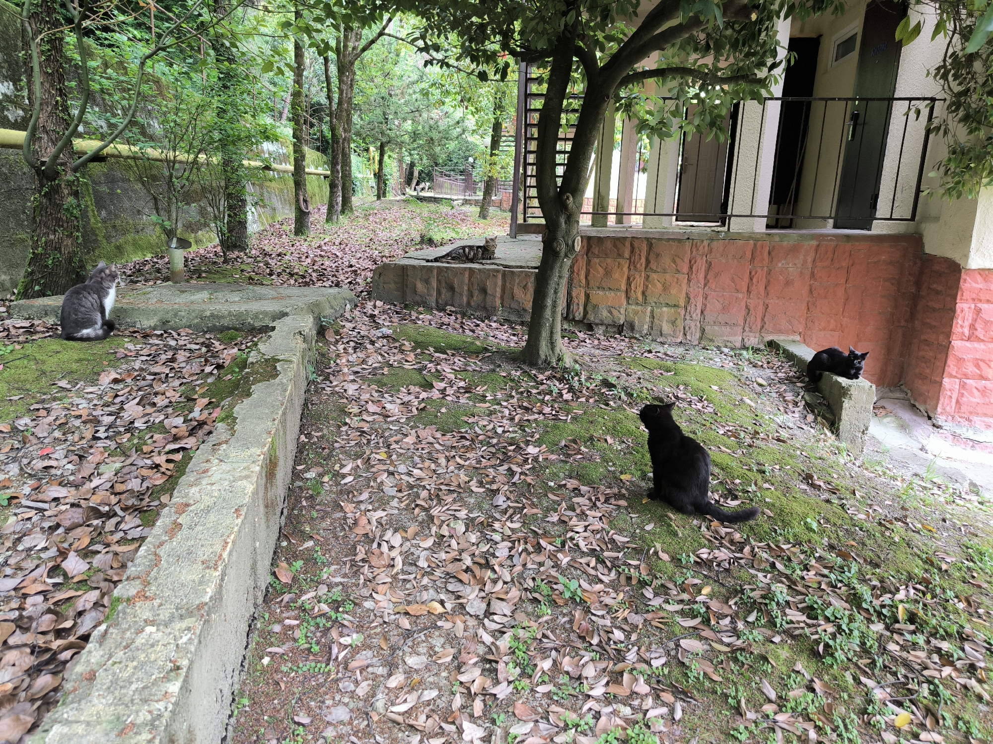 A group of three cats are in an outdoor area with trees and fallen leaves. In the left foreground, a grey and white cat sits on a concrete structure covered in moss and leaves. To the right of this cat, a black cat sits on a sloped, mossy area. In the background, near a building with a red brick foundation and a white upper story, a second black cat sits on a stone ledge. The ground is covered with fallen leaves and some green vegetation. A tree with green leaves is prominent in the center of the image, its branches extending over the scene. The building has a balcony with a black metal railing and several doors. The overall impression is a natural, somewhat overgrown area adjacent to a building.