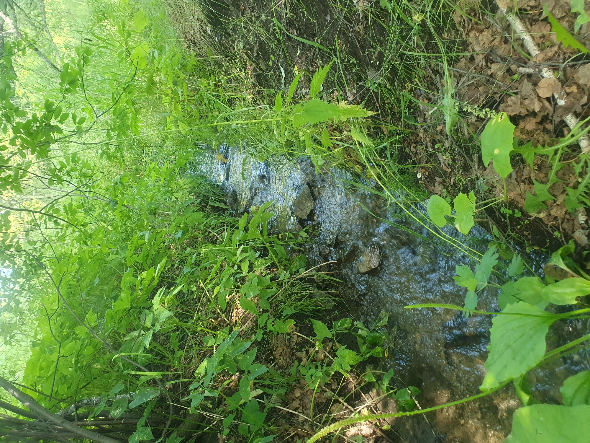 The image shows a small, shallow stream flowing through a wooded area with lush green vegetation. The stream has rocks visible on its bed and banks. The surrounding environment is dense with various plants, including grasses, leafy plants, and some tree branches overhead. The ground is covered with fallen leaves and twigs. The scene appears to be a natural, undisturbed outdoor environment. There are no people or animals visible in the image. The lighting suggests it is daytime with sunlight filtering through the trees. The location is stated to be in the city of Leninsk, Russia, though the image itself does not provide direct visual cues to confirm this specific location.