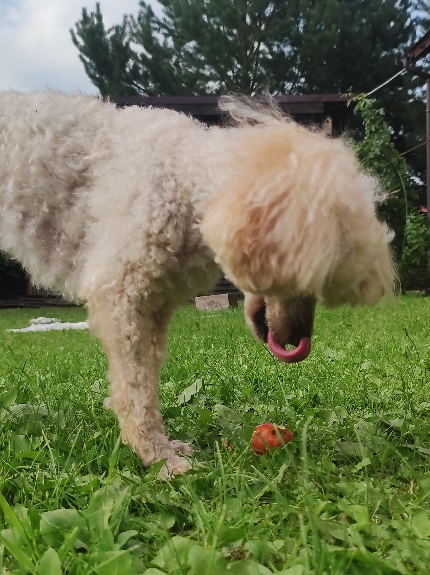 A cream-colored poodle is bending its head down towards a small red object, possibly an apple, in the grass. The poodle's tongue is extended, and it appears to be sniffing or tasting the object. The scene is outdoors, with lush green grass covering the ground. In the background, there are trees, a wooden structure, and a cloudy sky. The image is taken from a low angle, close to the ground. The location is the city of Фоки, Russia.