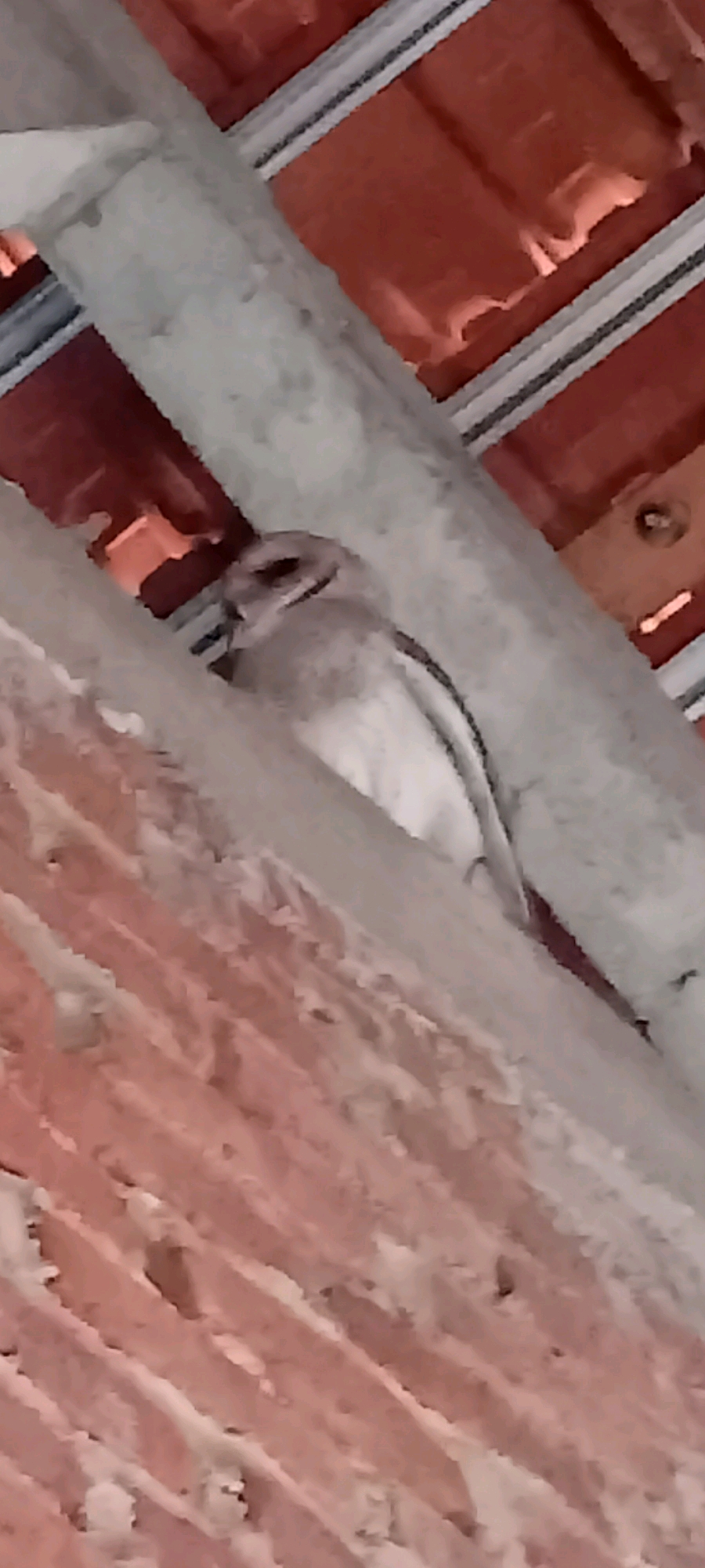 A small, light-colored bird is perched on a rough, reddish-brown surface, possibly brickwork, under a grey metallic structure. The bird is facing left and appears to be preening its feathers. The background shows a red, tiled roof. The scene is dimly lit.