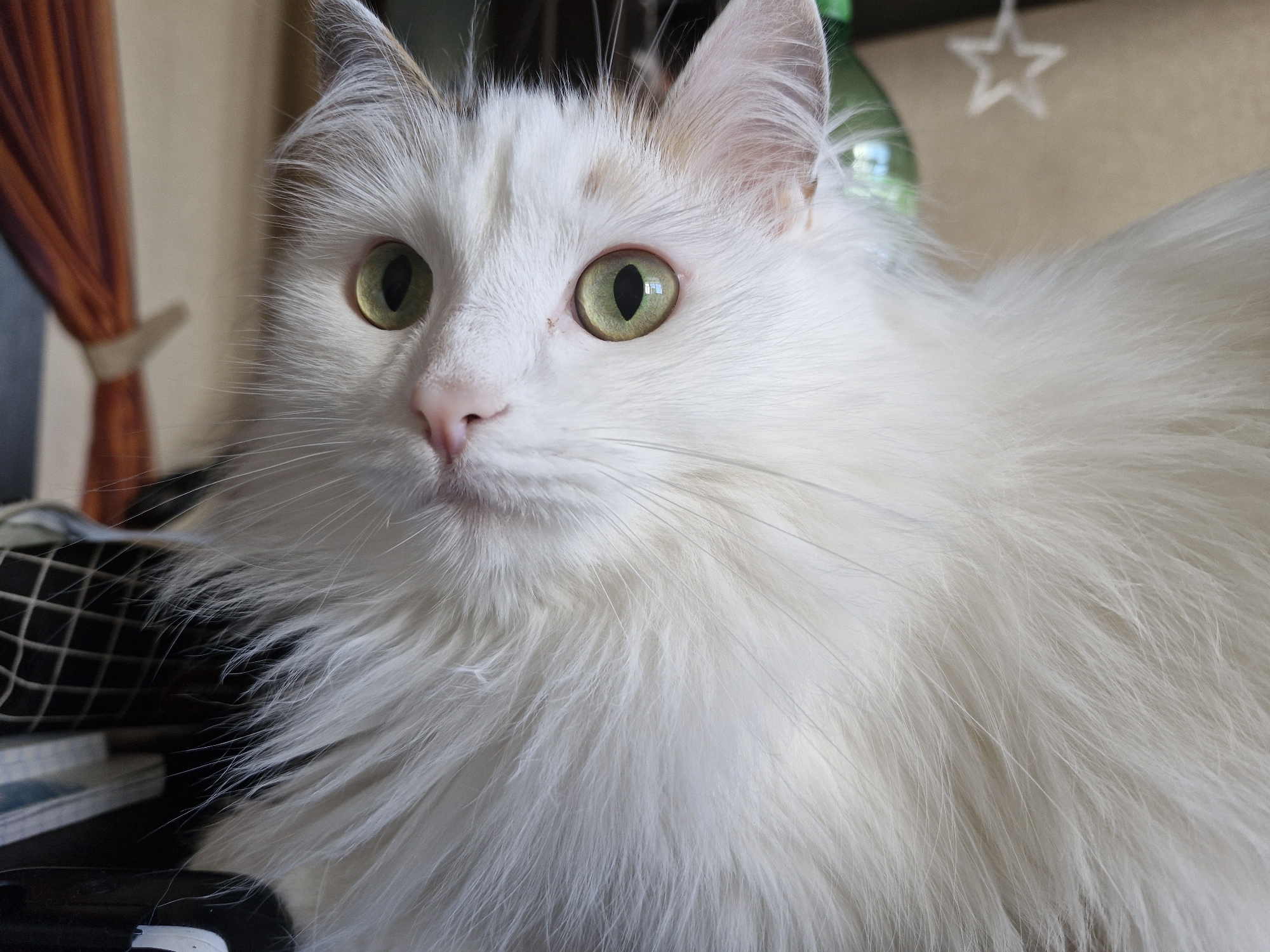 A close-up shot depicts a fluffy, white cat with light green eyes. The cat is facing slightly to the left of the frame. Its pink nose is centered. Behind the cat, there is a blurred background with indistinct objects, including what appears to be a curtain and a star-shaped ornament. The setting is indeterminate as Yekaterinburg, Russia.