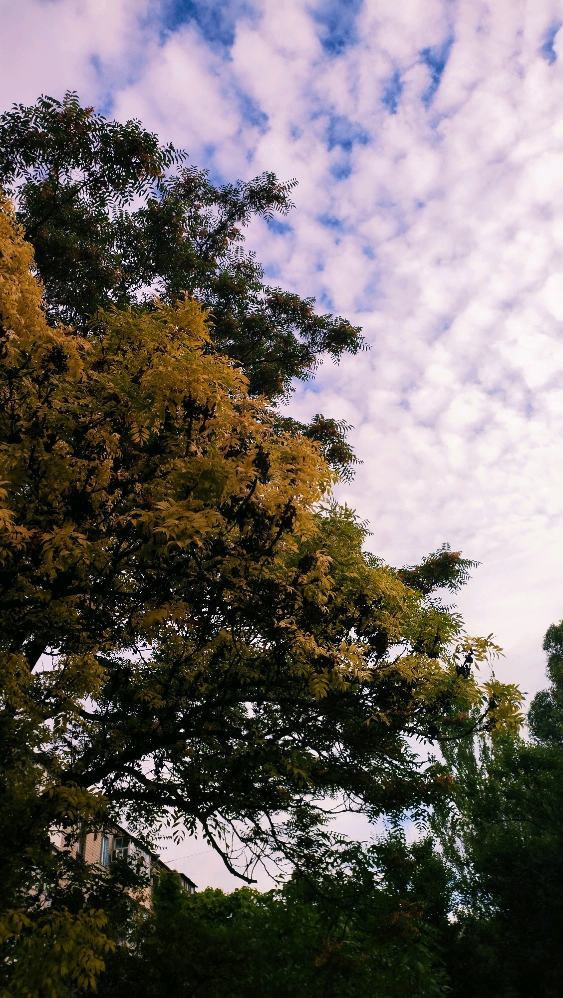 A photograph captures a sky filled with scattered white clouds against a pale blue backdrop. In the foreground, the branches of a large tree dominate the frame, its leaves displaying a gradient of colors from deep green to a vibrant yellow, suggesting the transition into autumn. These leaves are finely serrated, characteristic of a rowan tree, and some small dark berries are visible among them. Further down and to the left, a building with multiple windows and a brick facade peeks through the foliage. The building appears to be residential, with a slightly aged appearance. The overall scene is set outdoors, with the natural elements of the tree and sky contrasting with the man-made structure. The specific location is the city of Horishni Plavni, Ukraine, though no specific landmarks are identifiable.
