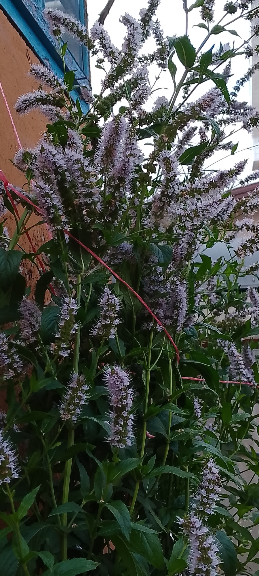 This is a close-up, vertical, medium-shot photograph of a flowering mint plant against a textured, reddish-brown wall and a light blue window frame. The mint plant has numerous tall, slender flower spikes with small, purplish-white blossoms. The leaves are green and serrated. A thin, red string is visible in the foreground, draped across some of the stems. The background is blurred, showing parts of a building with a light-colored facade. The lighting suggests it is daytime, with soft, diffused light. No people are present in the image. The context of Belgorod, Russia, is not visually discernible from the image itself.