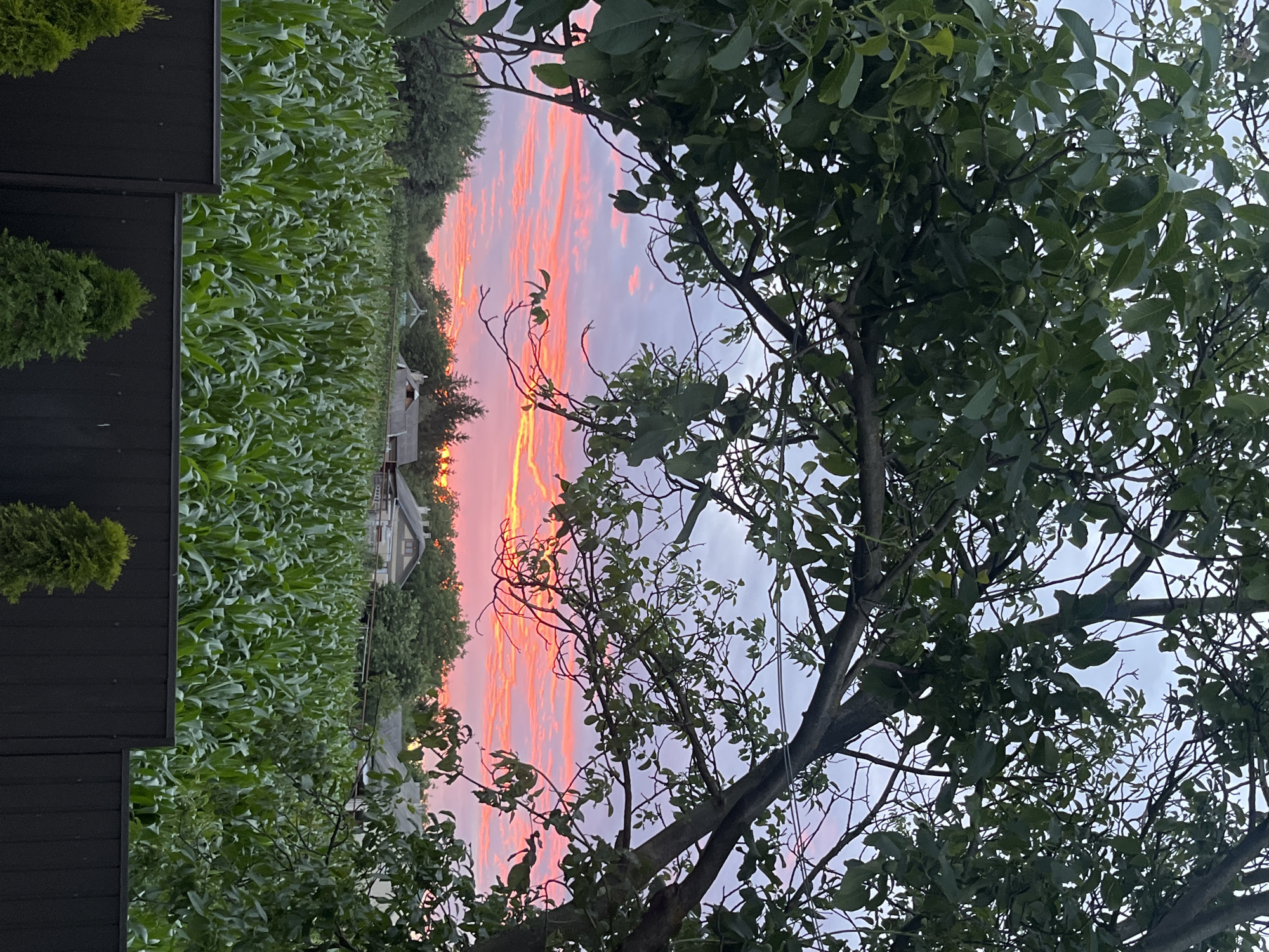 A rural scene in Koroviia, Ukraine, is captured at dusk, with a vibrant sunset painting the sky with hues of pink, orange, and purple. In the foreground, a dense field of green cornstalks stretches towards the horizon. A dark, wooden fence runs along the bottom of the frame, with two small, conical evergreen trees visible just behind it. The middle ground features several houses with gray roofs and visible windows, interspersed with lush green trees. In the upper portion of the image, the branches and leaves of a large tree frame the dramatic sky. The overall impression is one of tranquility and the beauty of nature at the end of the day.