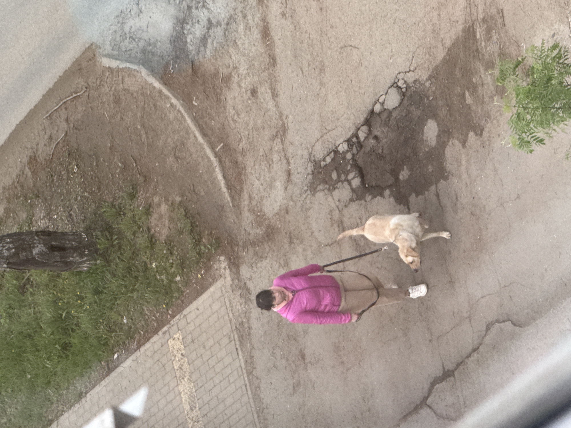 The image, taken from an elevated position, shows a woman walking a light-colored Labrador-type dog on a leash. The woman wears a bright pink jacket and beige pants, with white sneakers. The dog is pulling slightly ahead. They are on a paved surface with cracks and areas of discoloration. To the left, there is a patch of grass and part of a tree trunk visible. Beyond that, paving stones are visible. The location is likely in Chaikovsky, Russia, based on the prompt. The time of day appears to be daytime, and the weather is overcast or partly cloudy, judging from the soft lighting. There are no other people visible.
