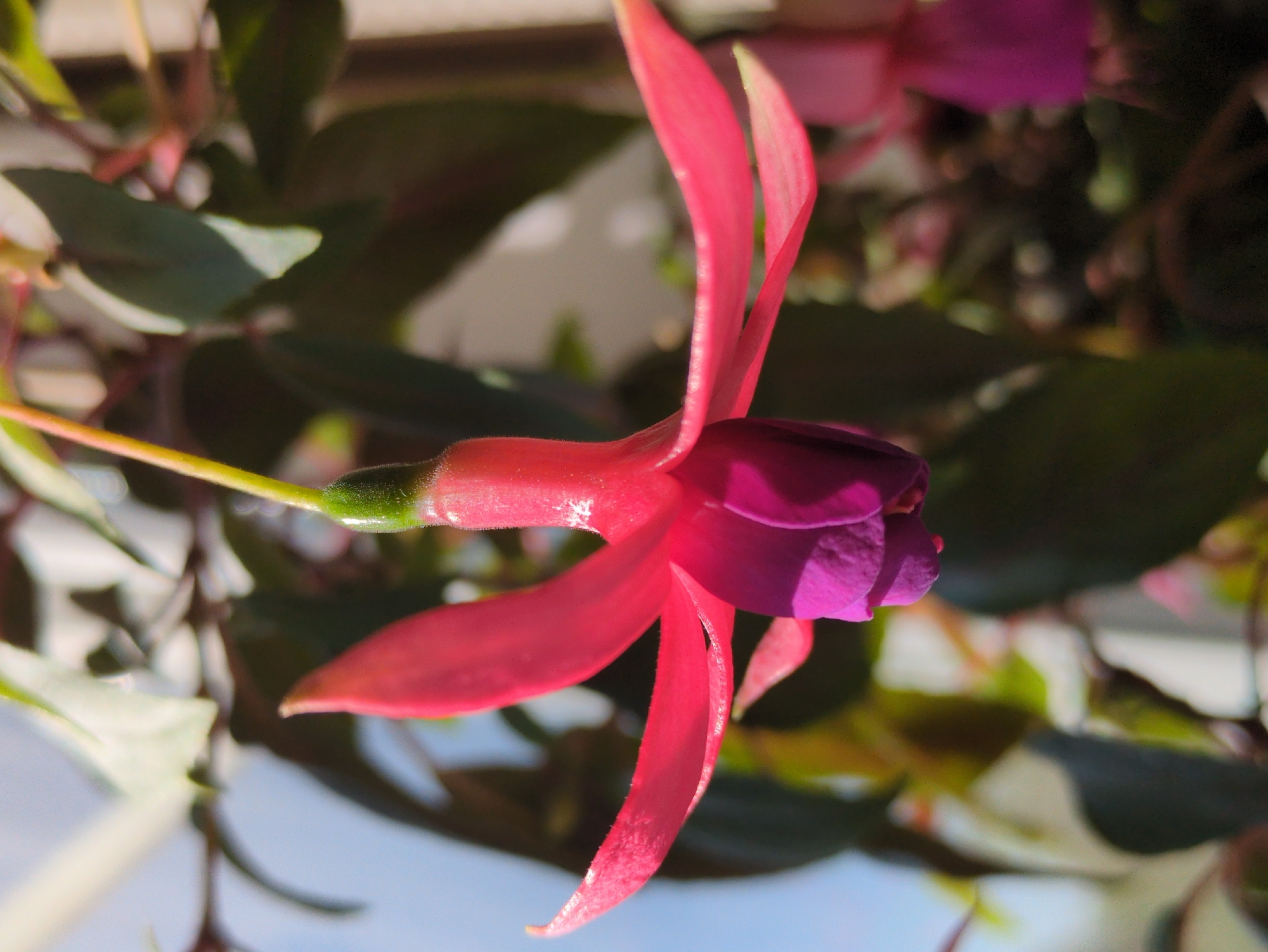 A close-up, low-angle, eye-level shot captures a single fuchsia flower in bloom. The flower hangs downwards, its delicate, vibrant pink sepals unfurling outwards, while the deeper purple petals form a bell-like structure at the base. The stamen, tipped with a bright green pistil, extends slightly from the center. The flower is partially illuminated by sunlight, creating soft highlights and shadows. The background is blurred, featuring dark green foliage and a hint of a pale blue sky, suggesting an outdoor setting. There is no indication of Kulebaki, Russia in the image.