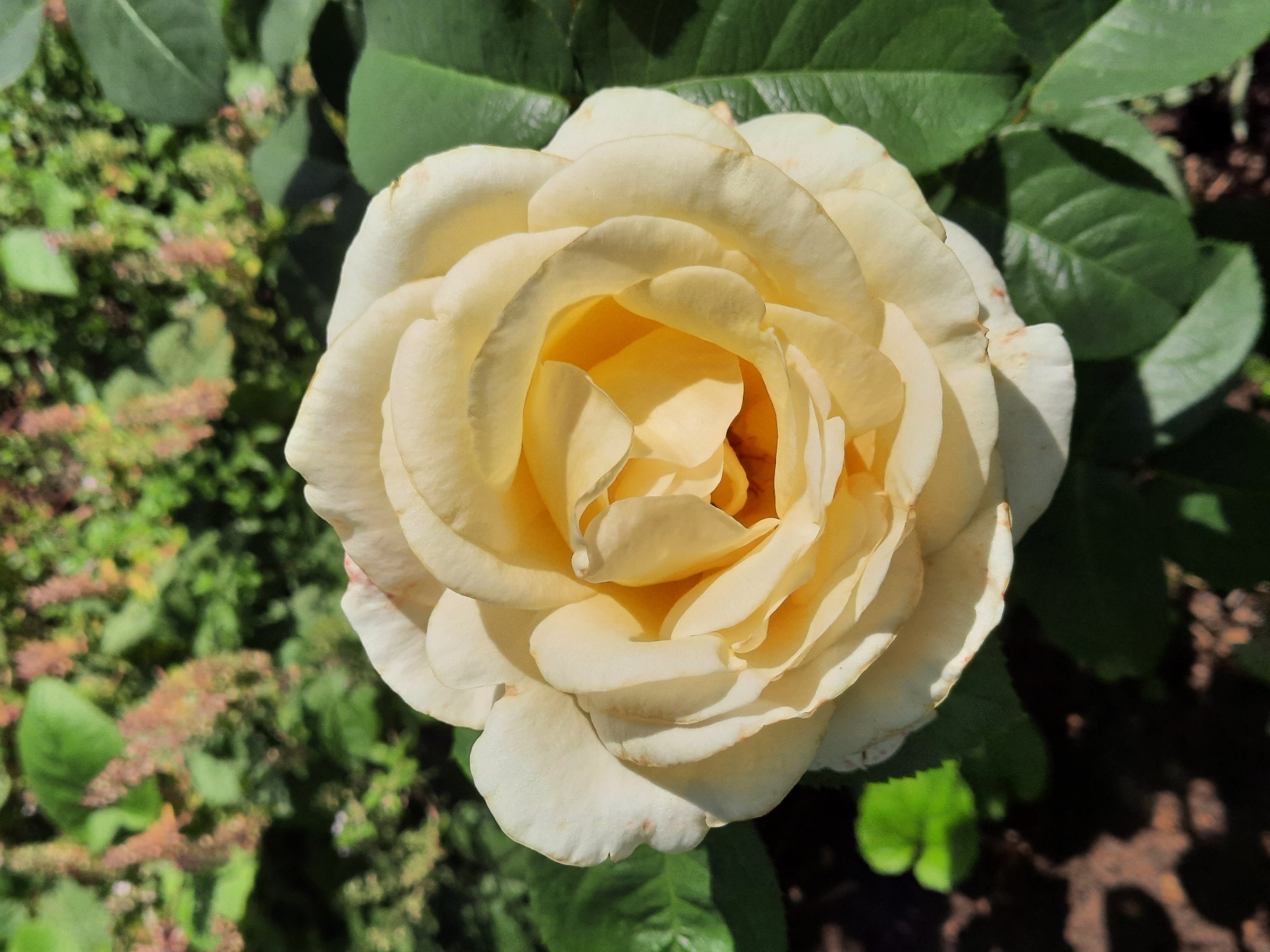 A close-up, top-down shot captures a pale yellow rose in full bloom, its petals unfurling in a spiral. The rose is positioned in the center of the frame, with its leaves and a blurred background of greenery and reddish-brown foliage surrounding it. The lighting suggests it is daytime, with shadows cast on the lower portion of the image, hinting at the rose being in a garden or park setting within the city of Zelenogorsky, Russia.