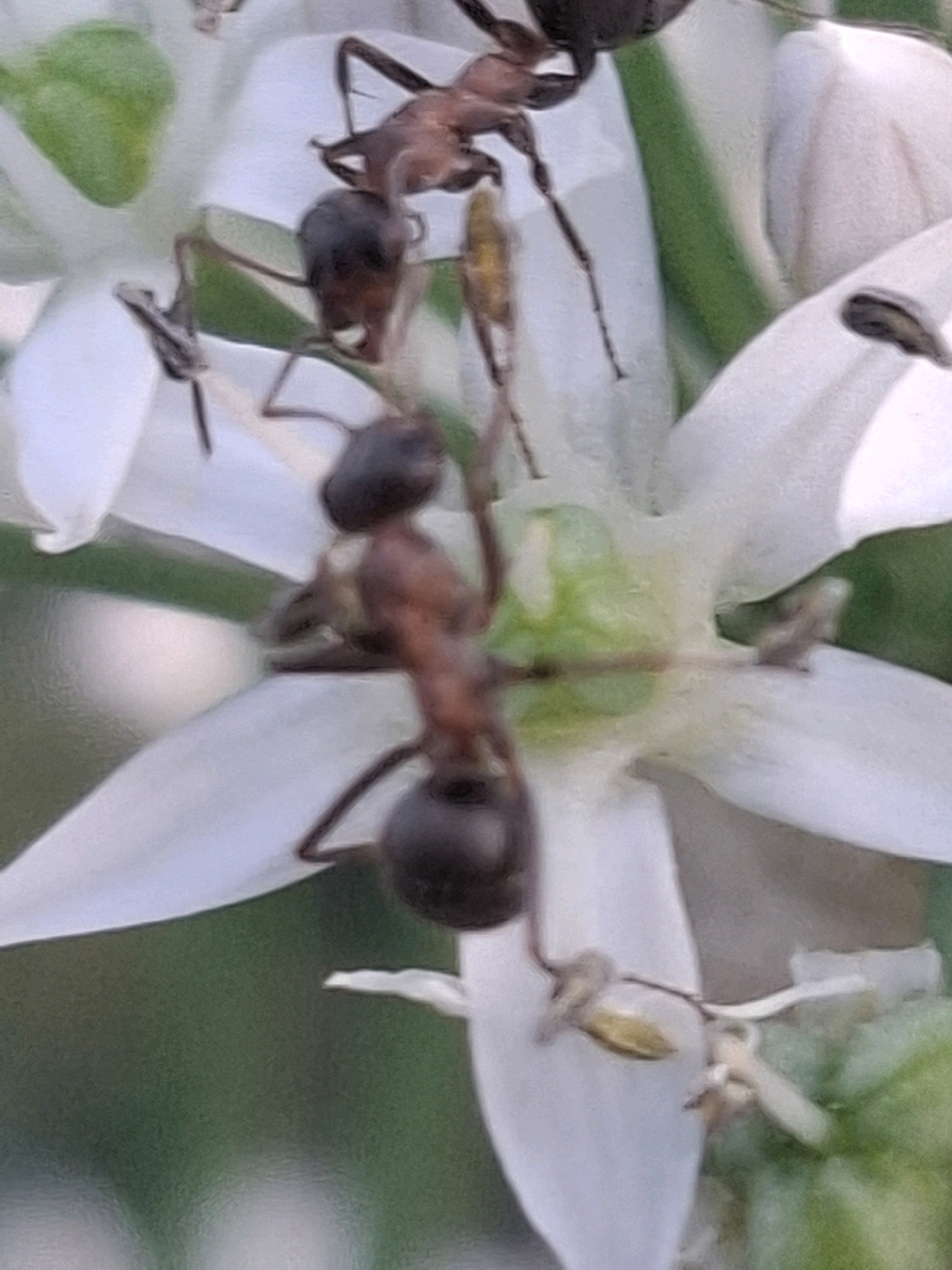 Two ants, one larger than the other, are on a white flower with green pistils and sepals. The ants have segmented bodies and antennae. The larger ant is positioned higher up on the flower, while the smaller ant is lower down, clinging to a petal. The background is a blurred green, suggesting foliage. The scene appears to be outdoors. The specific location in Almaty, Kazakhstan is not identifiable from the image.