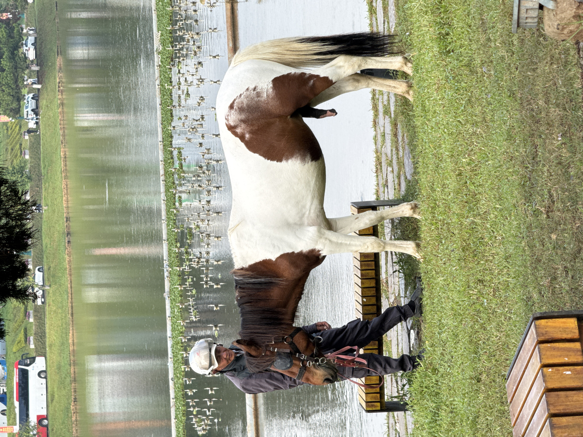A man wearing a helmet and dark pants stands next to a brown and white horse in a park setting in Da Lat, Vietnam. The man has his hand on the horse's head, and the horse is looking down. In the background, a large body of water reflects the sky, and a line of small fountains or water features are visible in the water. Trees and foliage are present, and in the distance, buildings and a road with cars and a bus can be seen. The ground is covered in grass and stone pathways, with a wooden bench in the foreground.