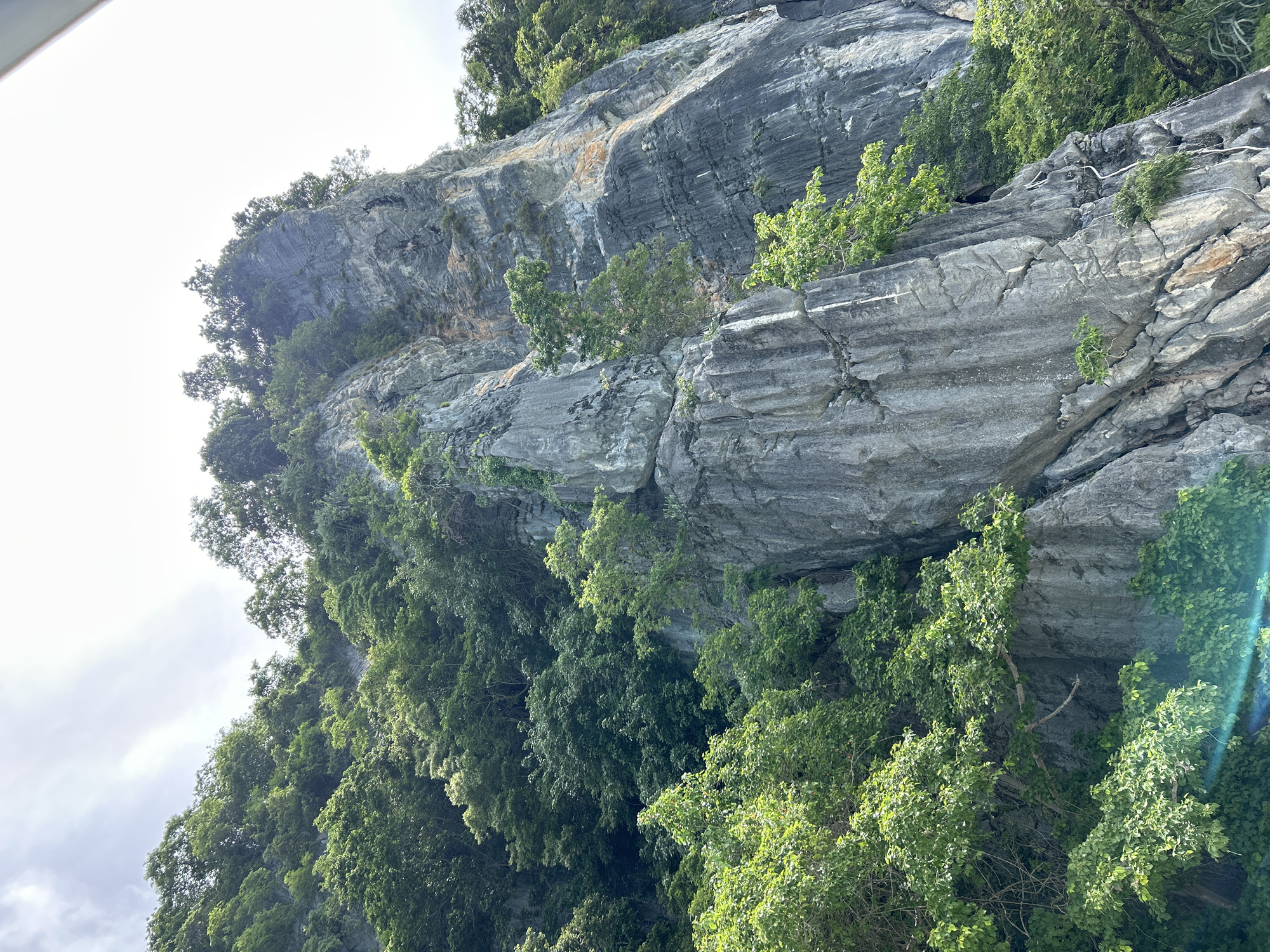 The image depicts a dramatic limestone cliff face heavily overgrown with lush green foliage. The cliff is predominantly gray with streaks of lighter gray and some hints of orange and yellow, indicating mineral deposits or weathering. The rock formations are rugged and textured, with visible cracks and fissures. Trees and smaller plants cling tenaciously to the cliff's surface, with their branches and leaves cascading down. The sky above is bright and overcast, suggesting a daytime scene, possibly with diffused sunlight. A slight lens flare effect, appearing as a blue and green streak, is visible in the lower left portion of the image. The scene is reminiscent of the karsts found in areas like Phang Nga Bay near Phuket, Thailand, known for its towering limestone islands and emerald waters. The overall impression is one of natural grandeur and the persistent force of vegetation against geological structures.