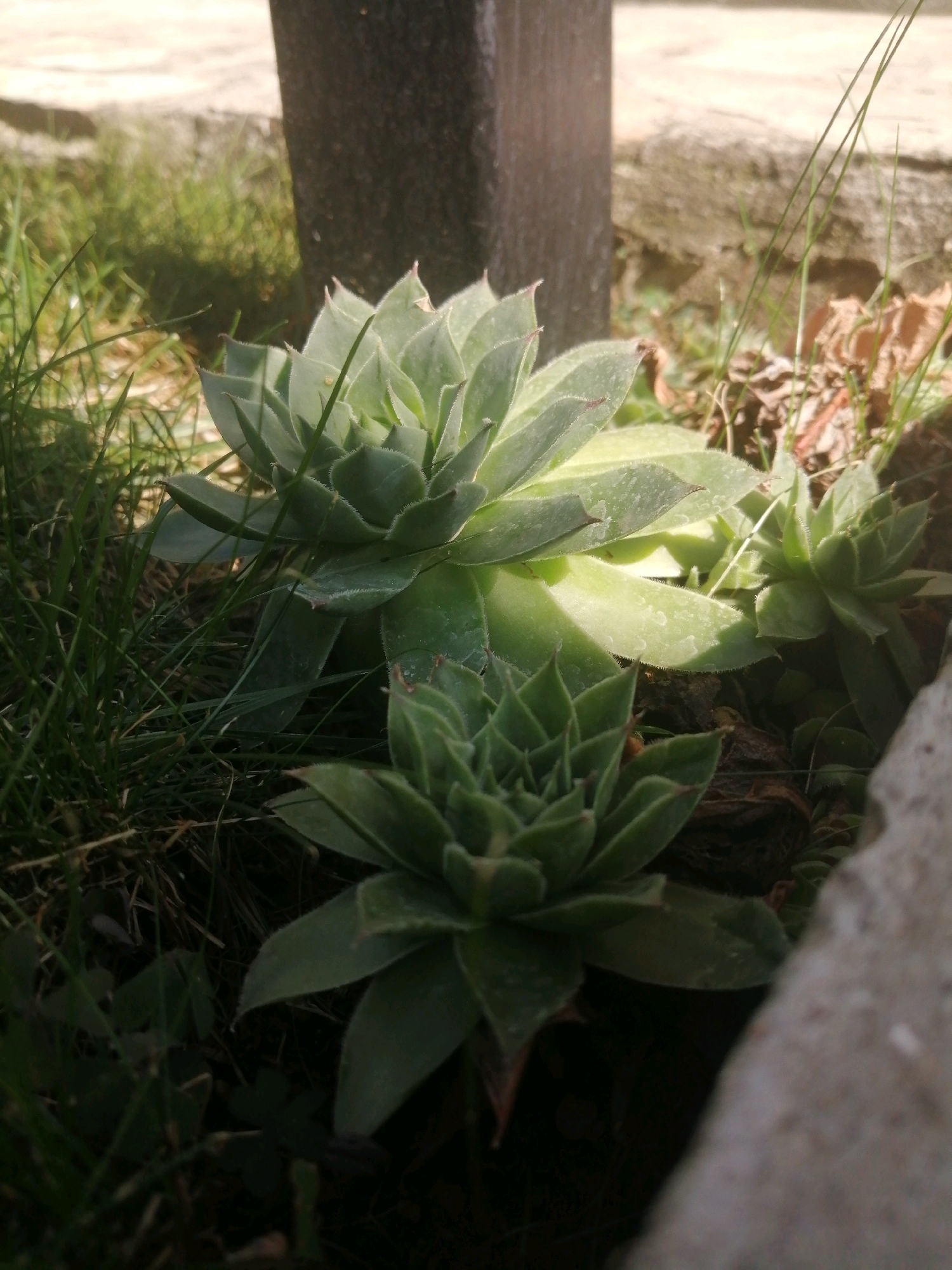 In a garden setting in an unknown location, a cluster of Sempervivum plants, also known as Hens and Chicks, are visible. The plants are characterized by their rosette-shaped leaves, which are thick and succulent. The foreground features two main Sempervivum plants, with the larger one to the left and a smaller one to the right. The leaves of the plants are a muted green, with some exhibiting reddish tips. They are surrounded by grass and dry leaves, with a dark, textured object, possibly a support post, positioned behind the plants and slightly to the right. The lighting suggests it is daytime, with sunlight casting shadows on the plants and the ground. A large, light-colored, rough-textured object is visible in the lower right corner, partially obscuring the Sempervivum. The background is blurred, showing a textured surface and more grass. The overall scene is one of a naturalistic garden environment with a focus on the succulent plants.