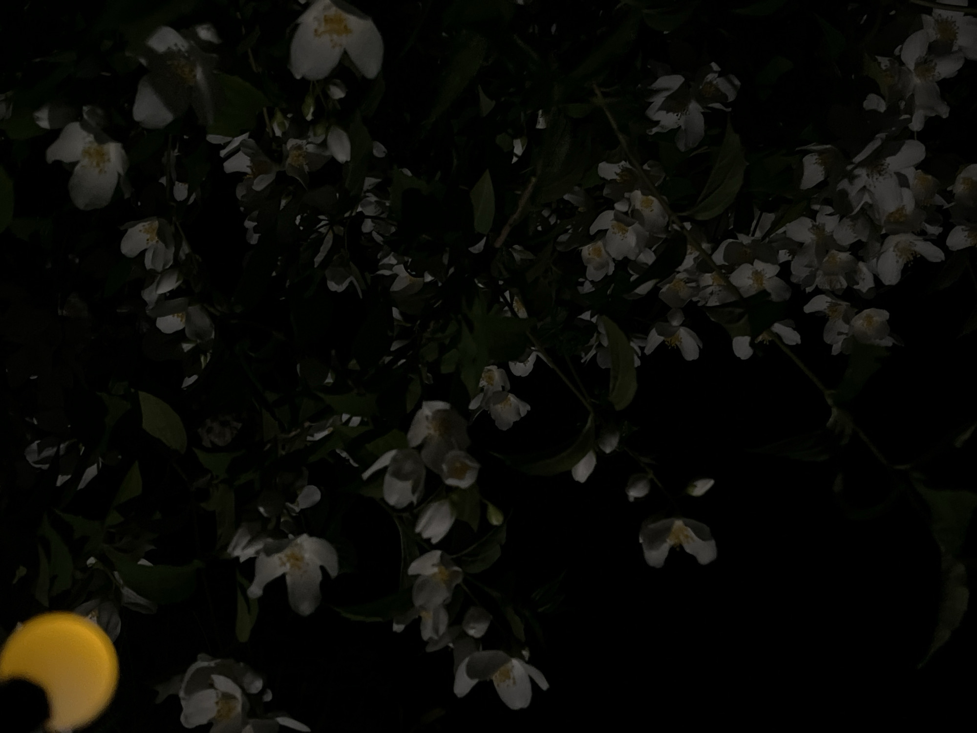 A low-light photograph captures a dense cluster of white flowers and dark green foliage against an almost black background, indicating nighttime. The flowers, likely jasmine or a similar variety, feature white petals and visible yellow centers. They are spread across the frame, appearing on branches that weave through the darkness. The leaves are mostly dark and form shadowy shapes, providing contrast to the brighter blossoms. In the bottom-left corner, a partial view of a bright yellow, circular object is visible, suggesting an artificial light source such as a lamp, which casts some illumination on the nearby flowers. There is no discernible activity taking place. The overall mood is quiet and serene, focusing on the delicate beauty of the flowers in the dark. No text is visible in the image. Location context: Novopokrovskaya, Russia.