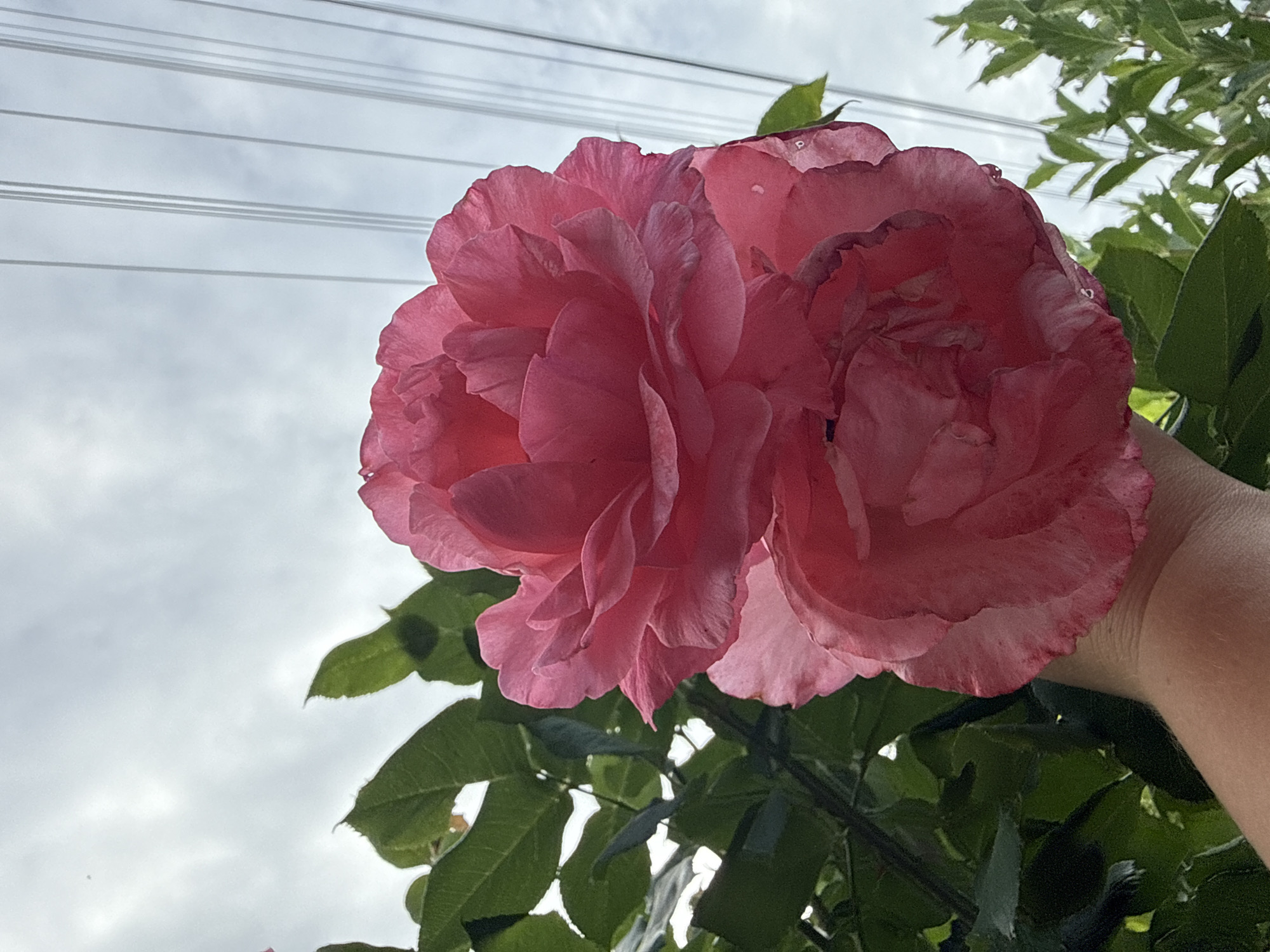 In Uzhhorod, Ukraine, a close-up, low-angle shot captures two large, blooming pink roses against a cloudy sky with overhead power lines. A person's arm and hand are visible at the bottom left, gently supporting one of the roses. The roses are lush and full, with delicate petals and some water droplets on their surfaces. Lush green leaves of the rose bush frame the flowers on the left, while a few branches of another green plant are visible on the right. The sky is overcast, with a hint of light breaking through the clouds. The power lines stretch across the upper portion of the frame, creating a stark contrast with the natural beauty of the roses.