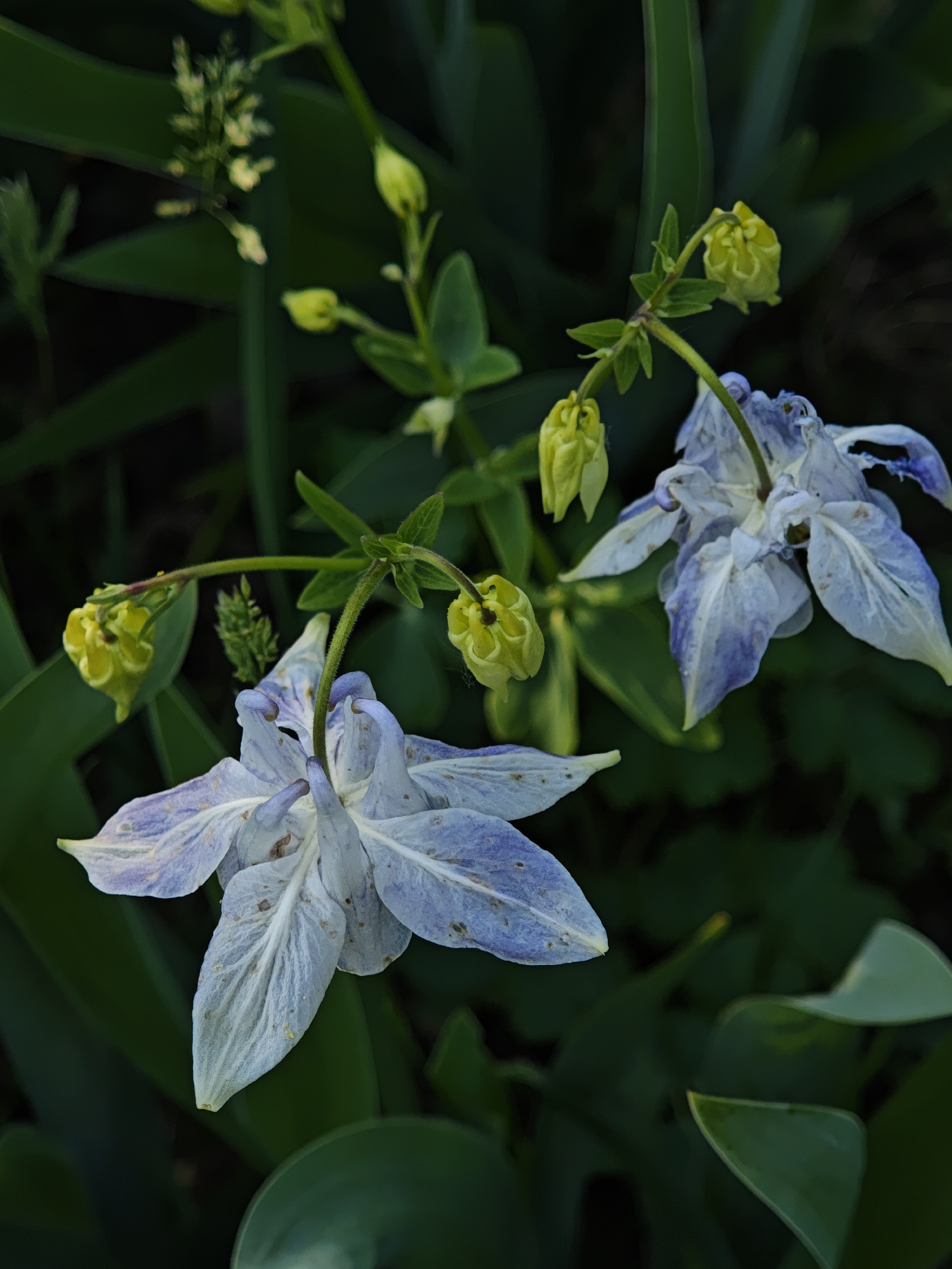 The image shows two light blue and purple columbine flowers in a garden setting. Some seed pods and green foliage surround the blossoms. The location is stated as Parkhomivka, Ukraine.