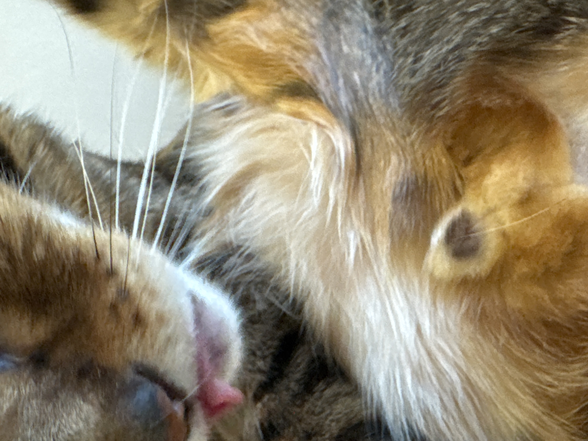 A close-up shot captures a sleeping tabby cat. The cat's face is prominently featured, with its pink tongue slightly protruding from its mouth. The cat's whiskers are visible and stand out against the blurred background of its fur. The focus is primarily on the cat's face and surrounding fur, creating a cozy and intimate portrait of the sleeping animal.