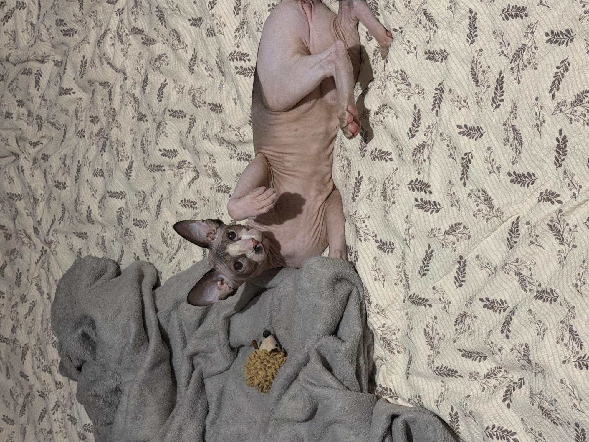 A sphynx cat lies upside down on a patterned bed with a gray blanket and a small hedgehog toy. The cat's head is near the lower left corner of the image. The bedspread has a white background with gray leaf patterns. The blanket covers a portion of the bottom left. The cat's body stretches towards the top of the frame.