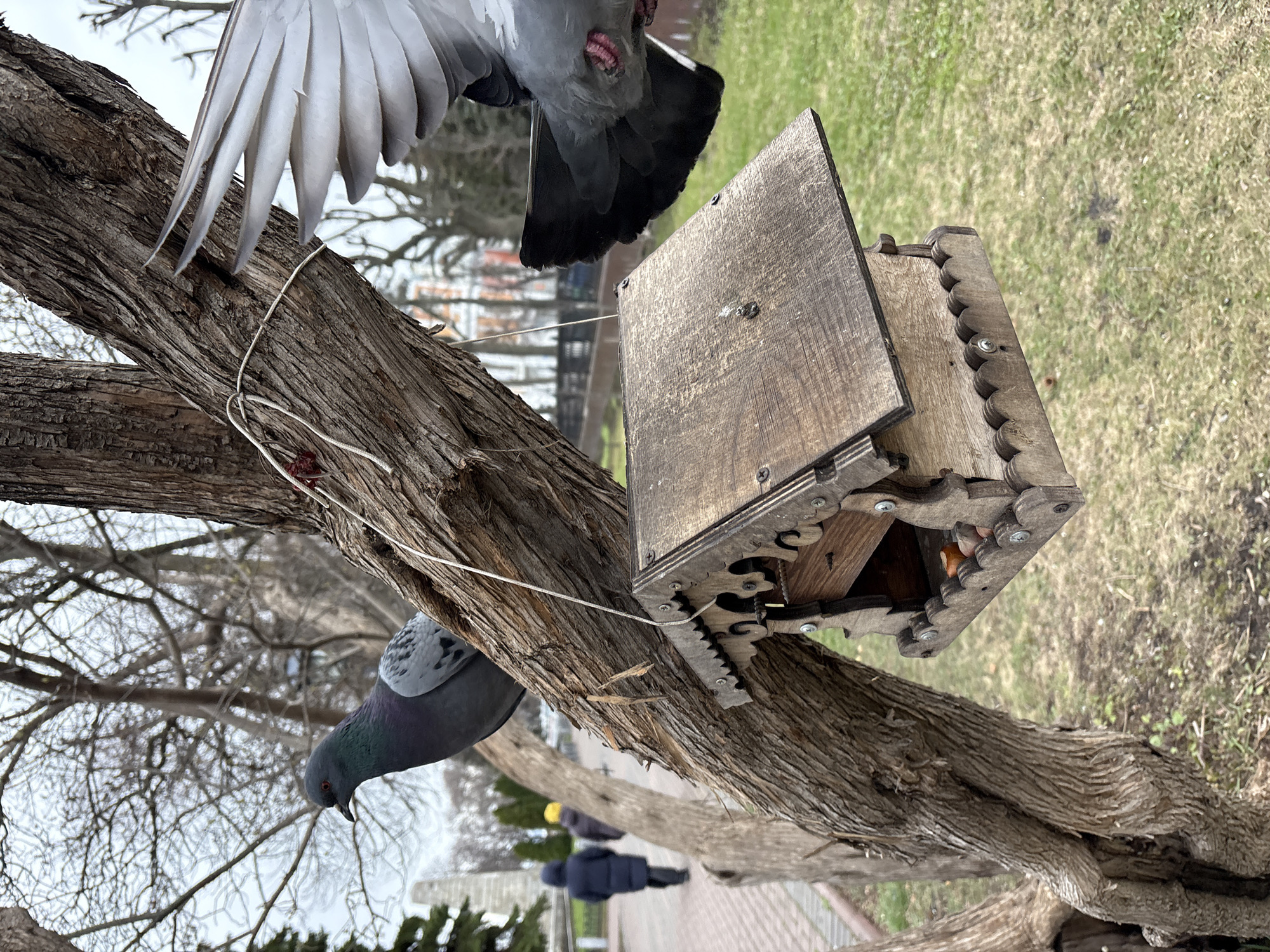 The image captures a dynamic outdoor scene featuring two pigeons and a wooden bird feeder attached to a gnarled tree trunk, likely in a park in Ulyanovsk, Russia.
One pigeon is shown in mid-flight, its wings spread wide to reveal white and grey feathers, as it appears to approach or depart from the feeder. Its head is visible, showing a dark eye and pinkish skin near its beak. Below it, perched on the textured tree branch, another grey pigeon with iridescent neck feathers looks downward.
The wooden bird feeder features a pitched roof and an intricately carved, gear-like mechanism on its side, secured with screws. A white string is tied around the tree trunk near the feeder, possibly helping to secure it or acting as part of its functional design. Inside the feeder, a small, orange-brown piece of bird feed is visible.
The tree has rough, furrowed bark. In the blurred background, there are patches of green and brown grass, a paved pathway, and indistinct figures of people, one wearing a dark jacket and another with a yellow hat, suggesting a public park setting. Bare tree branches are visible against an overcast sky, indicating cooler weather or a leafless season. The soft, diffused lighting suggests an overcast day. There is no visible text in the image.