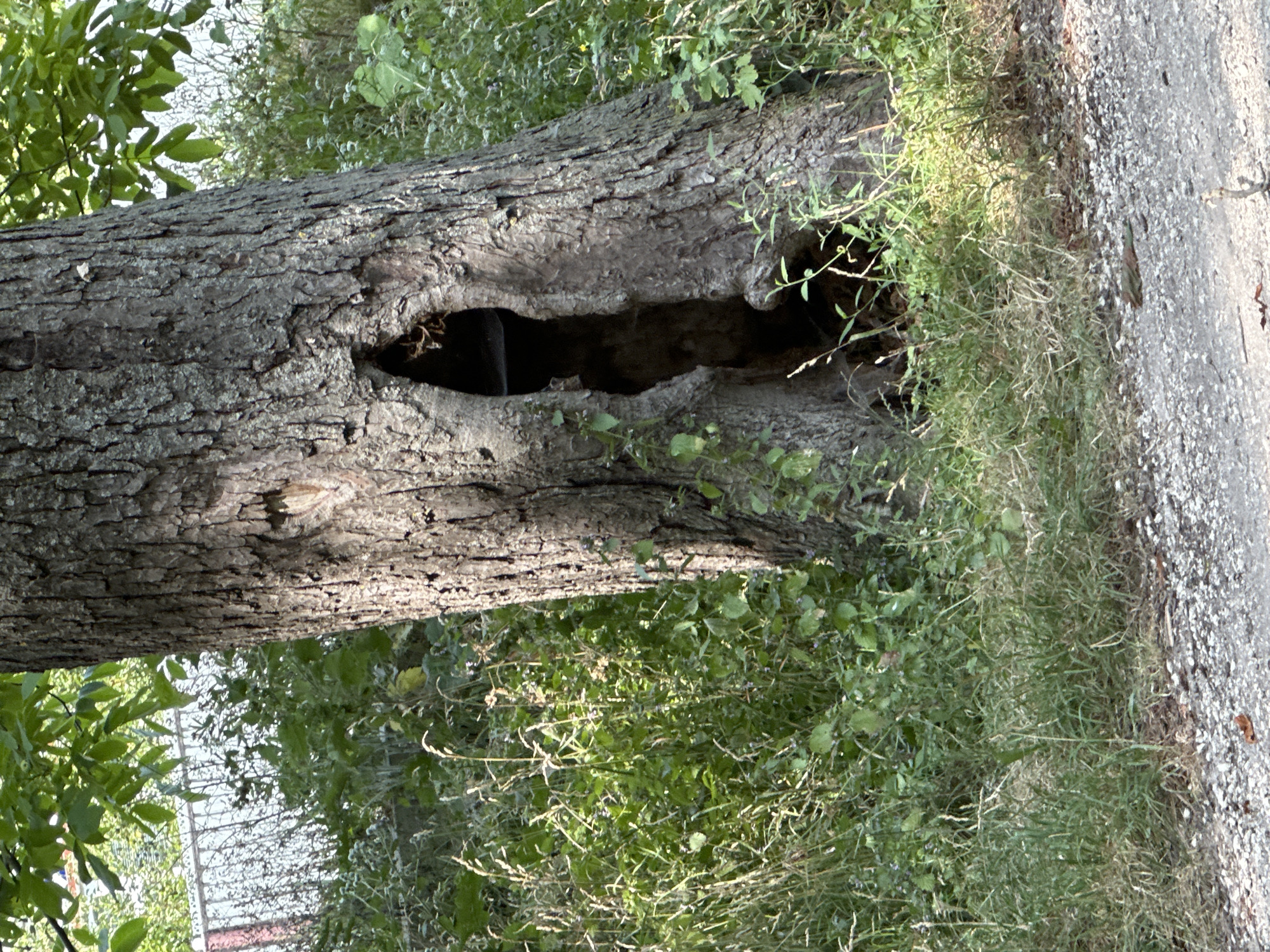 The image depicts the base of a large tree with a significant hollow in its trunk. The tree is situated in an outdoor environment with abundant green foliage and grass surrounding it. A dirt or gravel path is visible in the foreground. The lighting suggests it is daytime. There are no people or animals visible in the image. The specific location within Makiv, Ukraine is not discernible from the visual information provided.