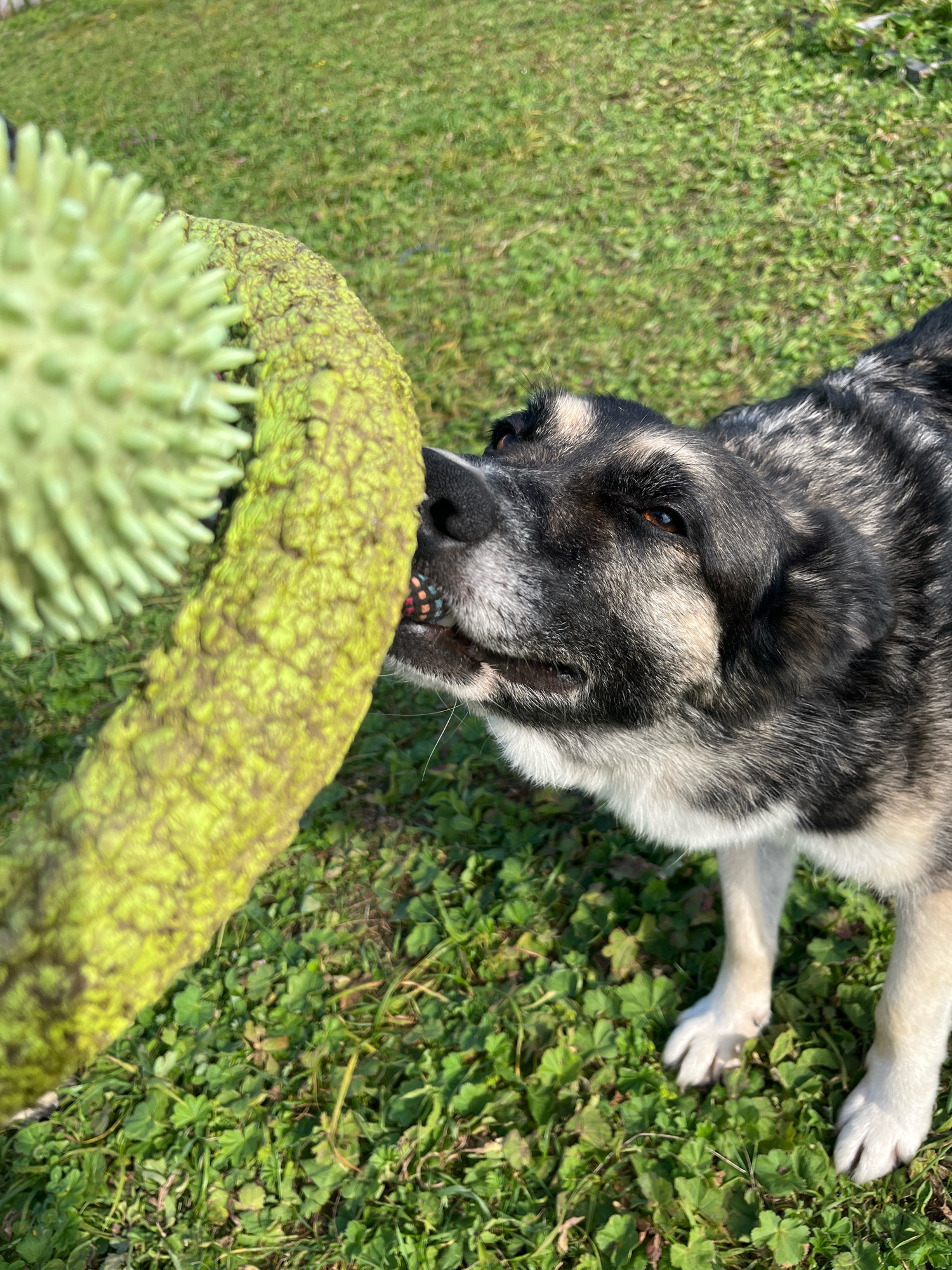 A medium shot shows a large dog of indeterminate breed with black, grey, and white fur, gnawing on a textured, green, cylindrical object. The dog's head is angled downwards, with its snout pressed against the object. Its brown eyes are looking towards the object. The object is covered in bumps and appears to be a toy. The dog is standing on a patch of grass, which is green and somewhat patchy, with some areas of dried leaves visible. Sunlight casts shadows on the grass and the object, indicating it is daytime. The background is blurred, showing more green grass. The scene is outdoors, likely in a yard or park. There is no indication of the city of Nizhny Tagil, Russia.