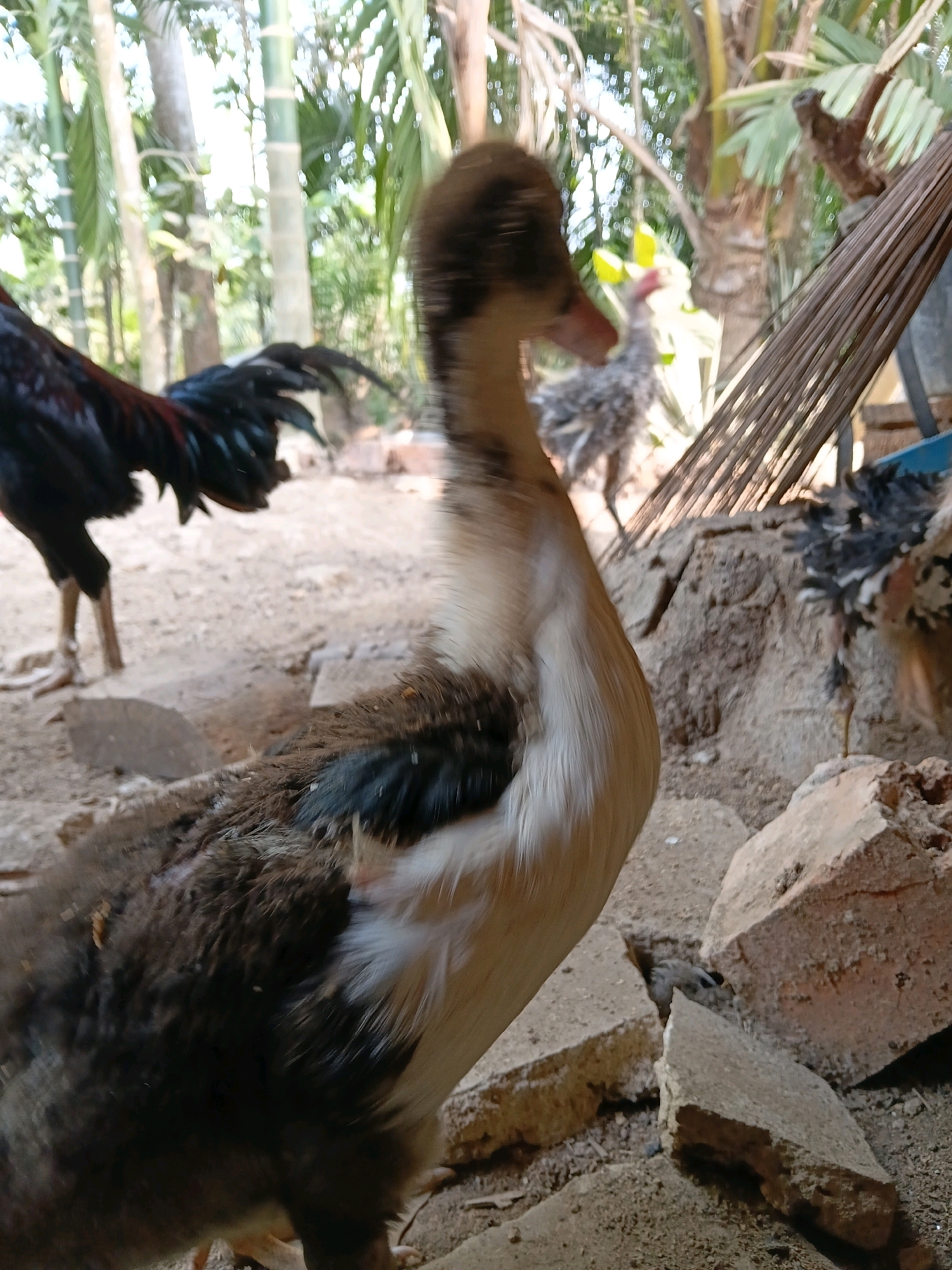 The image captures an outdoor scene with several birds in what appears to be a rural or semi-rural setting. In the foreground, a duckling with brown and white plumage is partially visible, facing right. Behind it, a rooster with dark iridescent feathers and red wattles stands to the left, with its tail feathers prominently displayed. Further in the background, another bird, possibly a chicken with gray and white speckled feathers, is visible. The environment consists of sandy ground, scattered bricks, and lush green foliage, including palm trees and bamboo, suggesting a tropical or subtropical climate. The lighting indicates it is daytime. The overall impression is of a domestic animal environment. The image does not provide any specific information to determine its location within Margo Rukun, Indonesia.