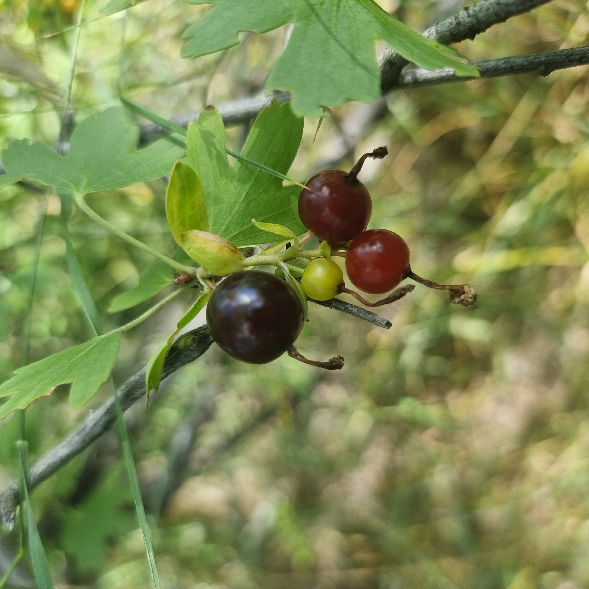 A close-up, slightly blurred, eye-level shot captures a branch with ripening berries and green leaves against a soft, out-of-focus background of foliage and dappled sunlight. The primary subject is a cluster of berries of varying ripeness, attached to thin stems stemming from a thicker branch. One berry is a deep, glossy dark purple, while others are a vibrant red, and one is a pale yellow-green. The leaves are a medium green, with some having serrated edges. The branch itself is thin and gray. The overall impression is of natural growth in a wooded or garden setting. The location is the city of Ақкемер, Kazakhstan.