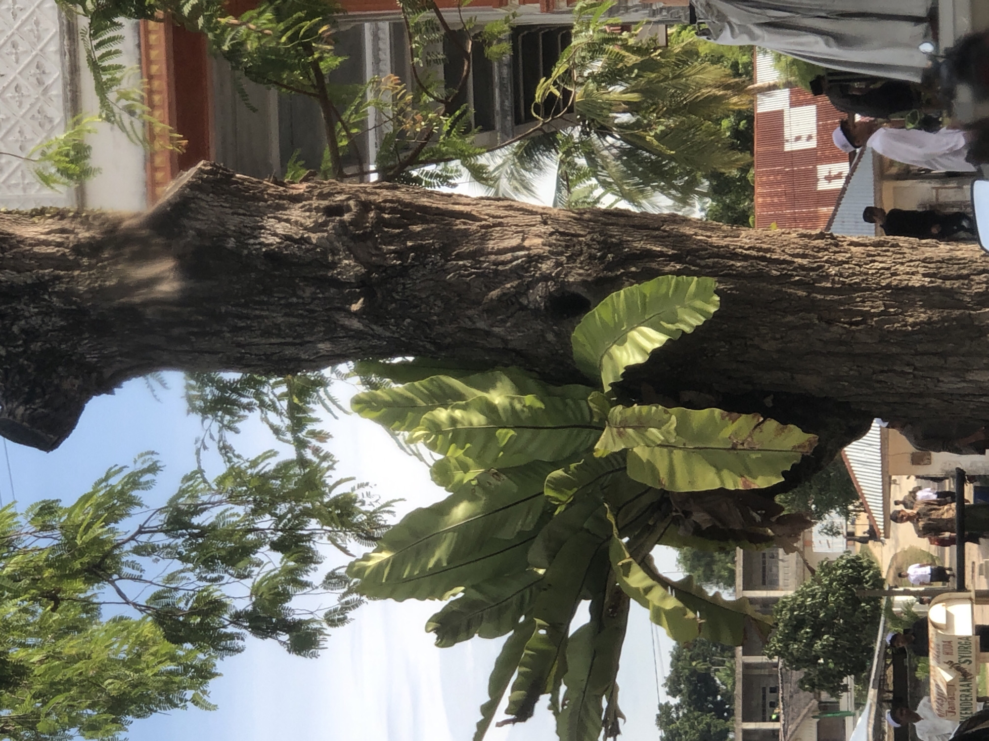 A mature tree with a bird's nest fern growing on its trunk dominates the center of the frame. The tree has rough, textured bark and branches that extend upwards and to the left, partially obscuring a bright blue sky. The bird's nest fern has large, lush green fronds that fan out from the tree. In the background, a mosque with a patterned facade and a red and white striped roof is visible, along with several buildings and palm trees. A group of men, some wearing white caps, are gathered in the middle ground, with some walking and others standing. A sign with Indonesian text, "Masjid Jami' AL-MADRASAH SYURGA" is partially visible in the lower left corner. The scene appears to be set in Palohgadeng, Indonesia, under clear daylight.