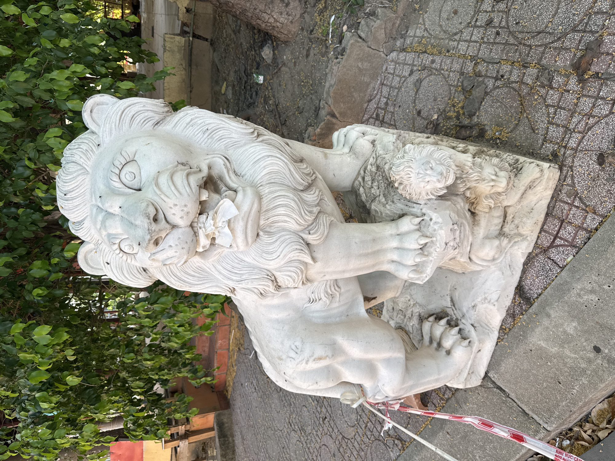 This image captures a weathered stone statue of a lion with its cub at its feet, situated outdoors on a paved surface. The lion statue is positioned in the foreground, facing left, with its mouth agape, revealing fangs and some white material stuffed inside. The statue is white and shows signs of age and wear, with some staining and what appear to be markings on its flank. A red and white caution tape is draped across the lower left portion of the statue and extends onto the pavement.
In the background, a lush green tree with dense foliage overhangs the scene. To the left of the tree, red brick steps are visible leading up to a structure with yellow and red paint. The ground is a mix of patterned paving stones and rougher, cracked concrete. Debris, including fallen leaves and small pieces of litter, is scattered on the ground around the statue and the base of the tree. A portion of a tree trunk is visible on the right side of the image. The lighting suggests it is daytime, with sunlight casting shadows. The scene appears to be in a public outdoor space, possibly a garden or an entrance to a building. The presence of caution tape suggests potential ongoing work or a restricted area. The specific location is identified as Nha Trang Ward, Vietnam.