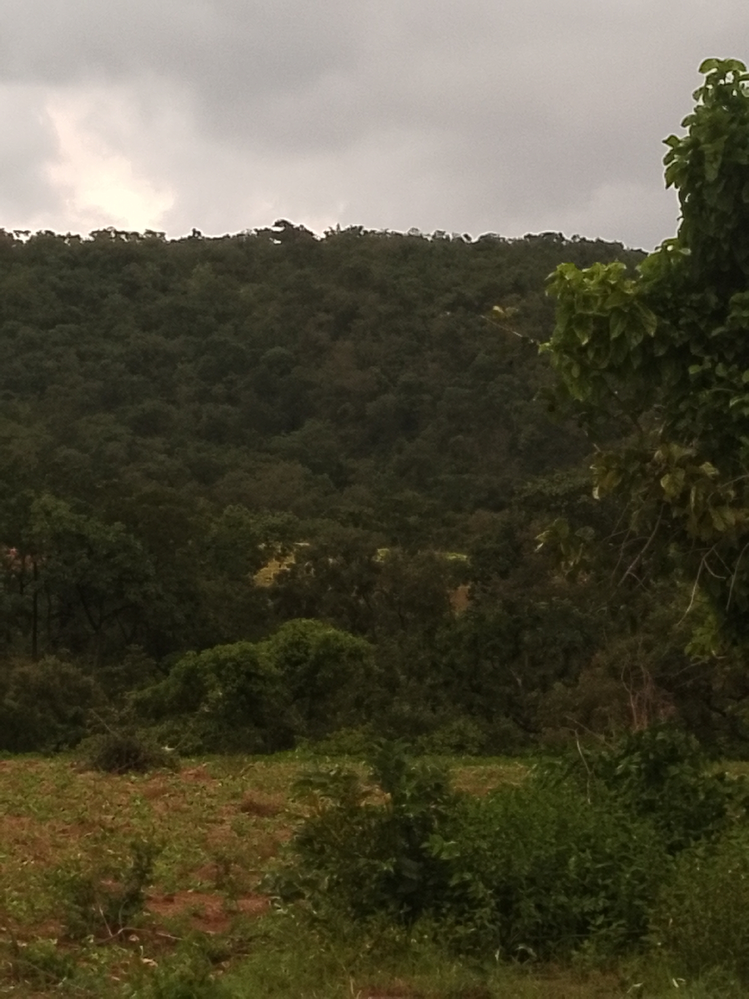 The image shows a densely forested hillside under a cloudy sky. The foreground features a patch of dry, overgrown land with some scattered greenery. A large, leafy tree is visible on the right side of the frame, with its branches extending towards the top of the image. The overall impression is a natural, undeveloped landscape. The location is identified as being in Balewa, Nigeria.