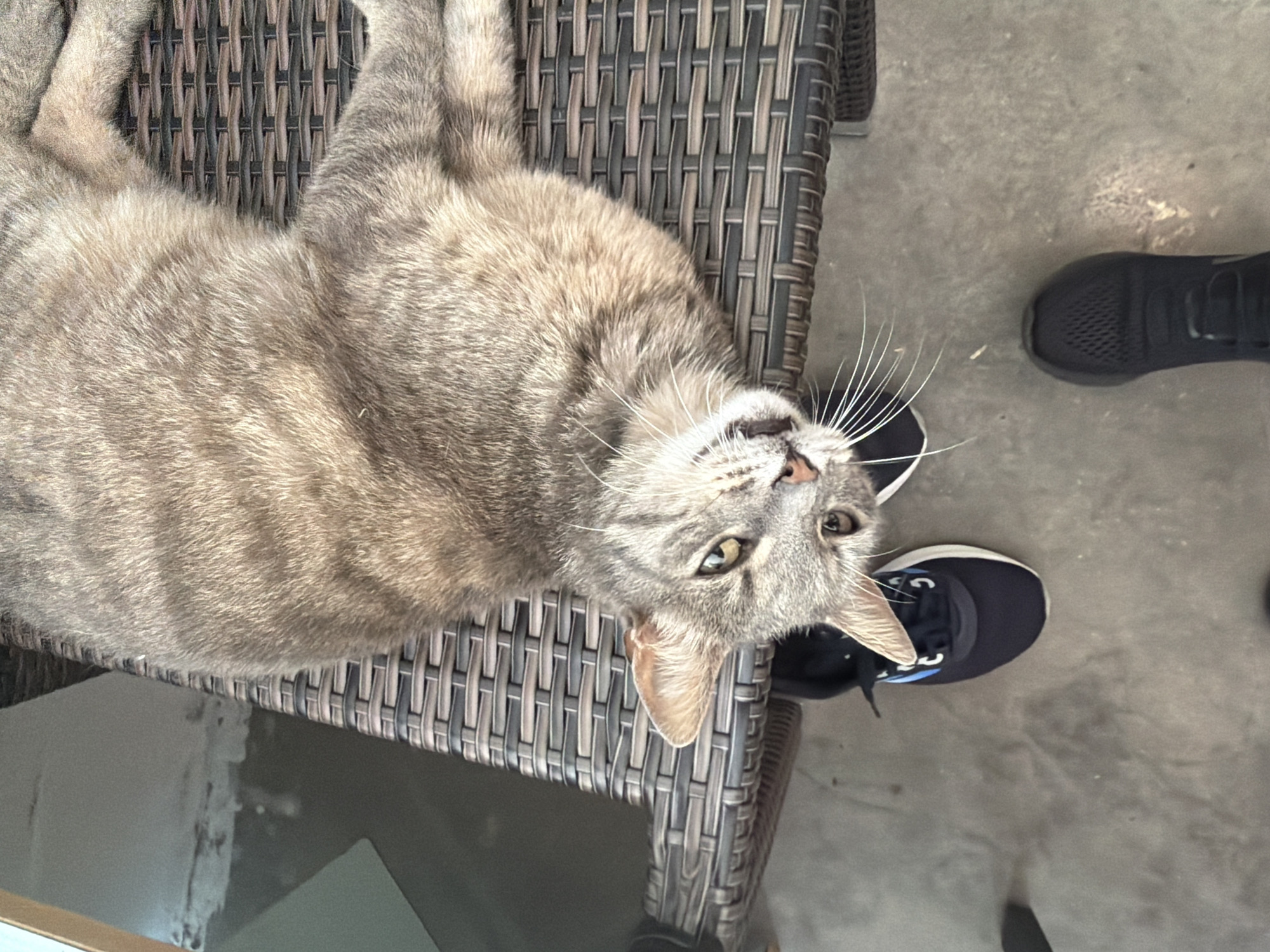 A gray tabby cat is lying on a wicker chair. The cat is on its back, with its paws in the air. Its eyes are open and it is looking at the camera. The cat is in an outdoor setting, with a concrete floor and a wall in the background. The location is Prosena, Bulgaria. There are two pairs of shoes visible in the image. One pair is black with white and blue accents, and the other pair is black. The shoes are on the floor, near the chair. The scene is illuminated by natural light.
