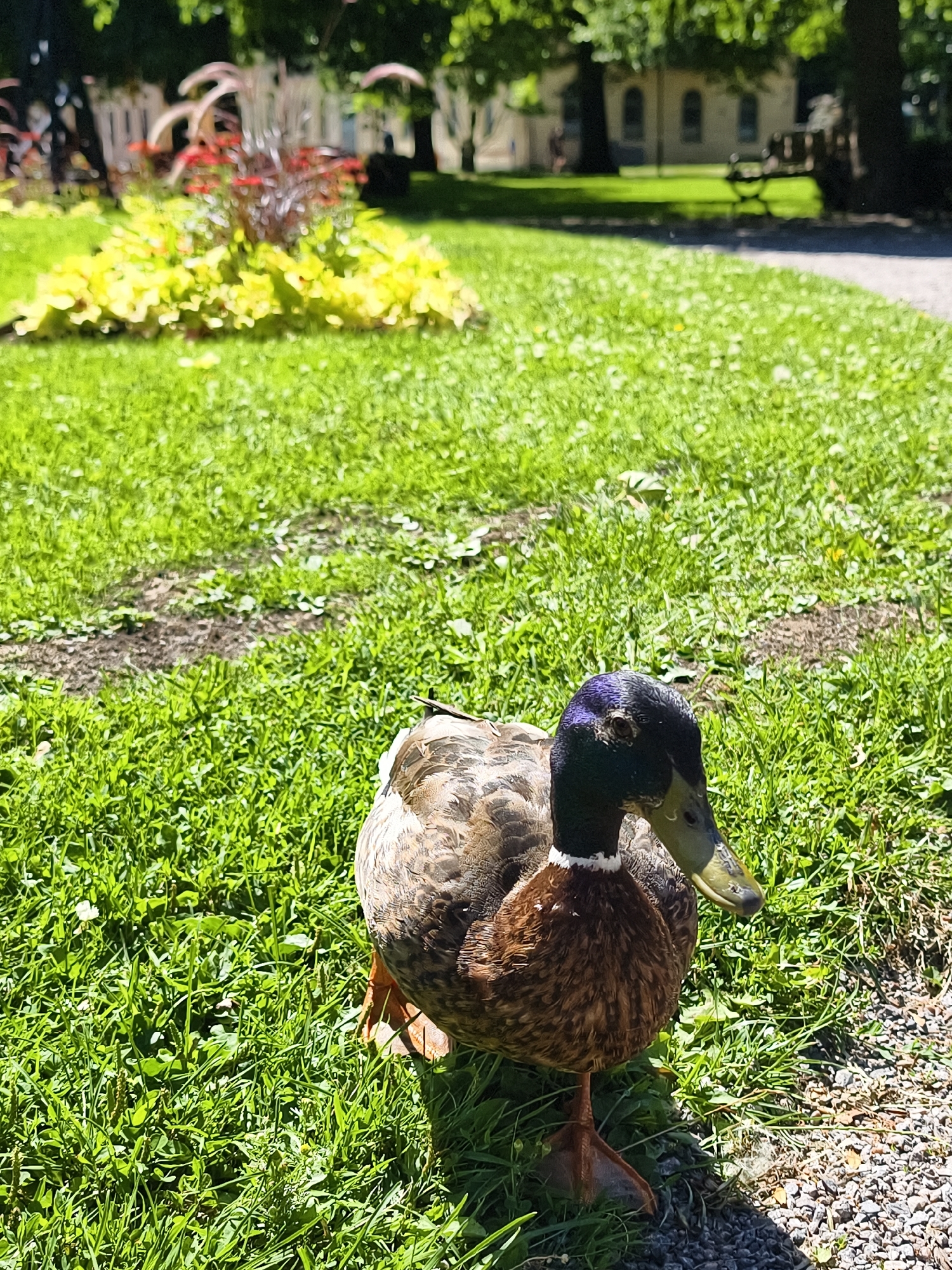 A mallard duck with iridescent green and purple head feathers stands in bright green grass near a gravel path in a park. The duck is facing right, with its beak slightly open. In the background, there is a flower bed with yellow and red flowers, and trees. Further in the background, a building with arched windows and a park bench are visible. The scene is lit by bright sunlight, casting shadows. The location is likely a park within the city of Norrköping, Sweden.