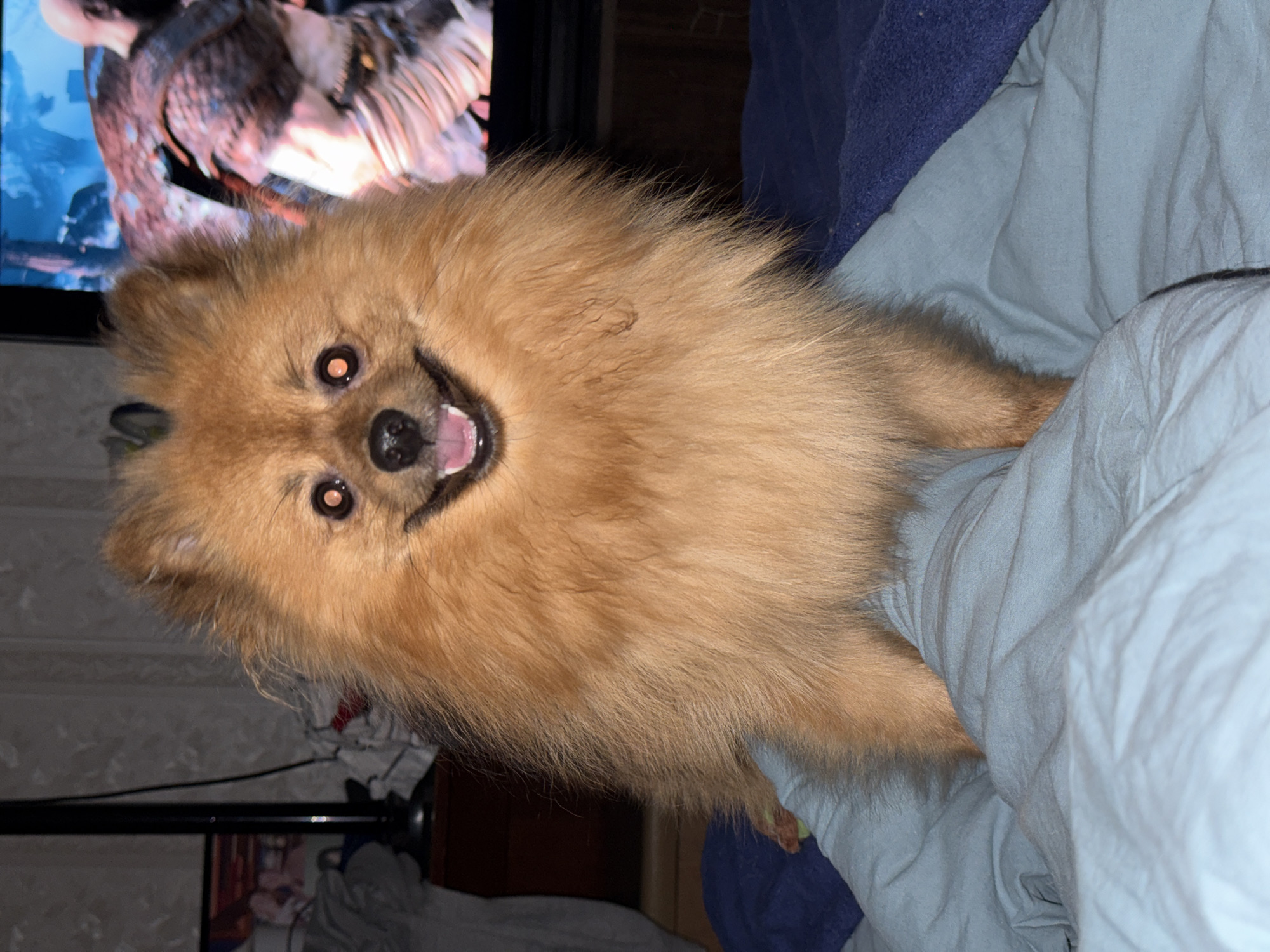 A tan Pomeranian dog is lying on light blue bedding next to a dark blue blanket. The dog is facing the camera and smiling with its tongue slightly visible. A television screen is visible in the background, showing an image of a video game character. The location is a room with a dark-colored TV stand and wallpapered walls. The specific location within the city of Khimki, Russia, is not discernible from the image.