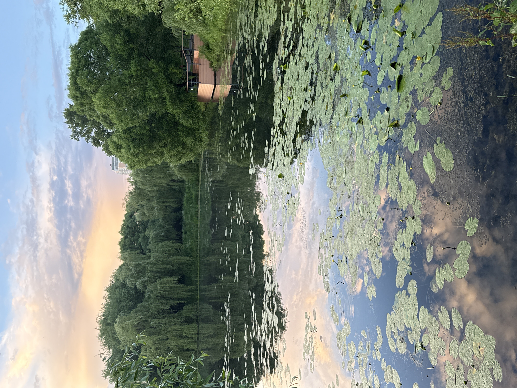 The image depicts a tranquil scene at the Moscow Botanical Garden of Academy of Sciences (GBS RAS) during what appears to be sunset. The foreground is dominated by a pond covered with a dense carpet of water lily pads, with a few yellow water lily blooms visible. The water's surface reflects the soft hues of the sky, which is painted with pastel colors of orange, pink, and blue, indicative of sunset.
Dense greenery surrounds the pond, with weeping willows and other deciduous trees forming a lush backdrop. On the right side of the pond, a wooden pier or platform with railings extends into the water, suggesting a recreational area. In the distance, a tall, modern building is visible rising above the trees, providing a contrast between nature and urban development. The overall atmosphere is peaceful and serene, capturing the beauty of nature within a city setting.