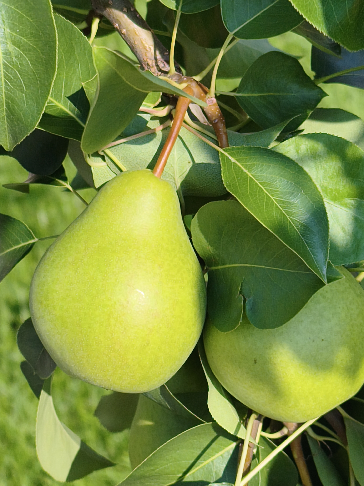The image shows two green pears hanging from a tree branch, surrounded by lush green leaves. The pears are smooth and round, with a slight sheen to their skin, indicating they are ripe and ready to be harvested. The leaves are a vibrant green, with some showing the texture of their veins. The background is a blur of green, suggesting a natural outdoor setting, possibly a garden or orchard. There are no people or animals visible in the image, and no specific location in Chaikovsky, Russia, can be identified from the visual information provided. The lighting suggests it is daytime, with sunlight filtering through the leaves, creating dappled shadows.