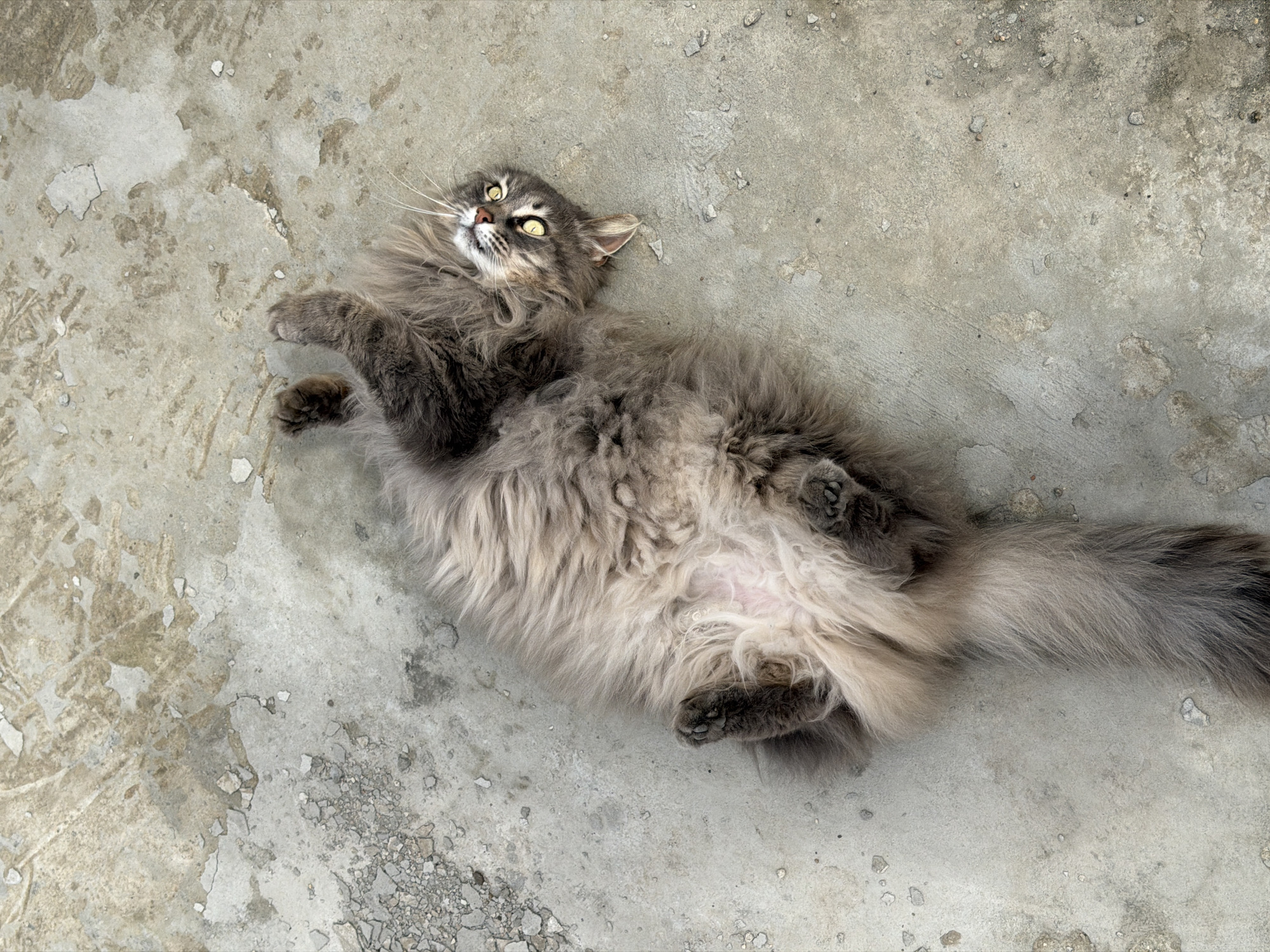 A fluffy gray cat lies on its back on a gray concrete surface with peeling and scattered debris. The cat has yellow eyes and is facing the camera, with its paws curled up. The location is the city of Rossiyskiy, Russia.
