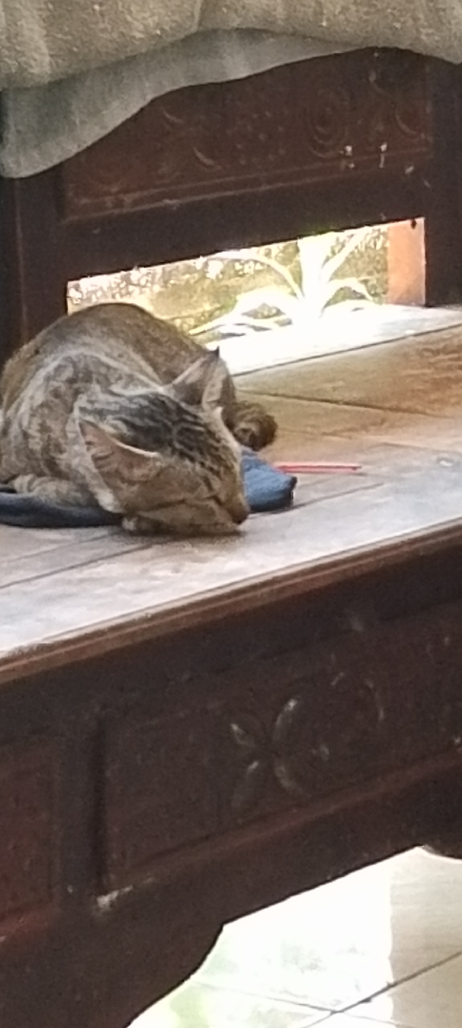 A tabby cat is sleeping on a blue cushion on a wooden surface. The cat's head is tucked into its body, and its eyes are closed. The wooden surface appears to be part of a piece of furniture, possibly a bench or a table. In the background, there is a window or opening through which greenery and bright light are visible, suggesting an outdoor or semi-outdoor setting. The scene is located on a wooden porch or balcony in Pekutatan, Indonesia. The overall impression is one of tranquility and a moment of rest for the animal.