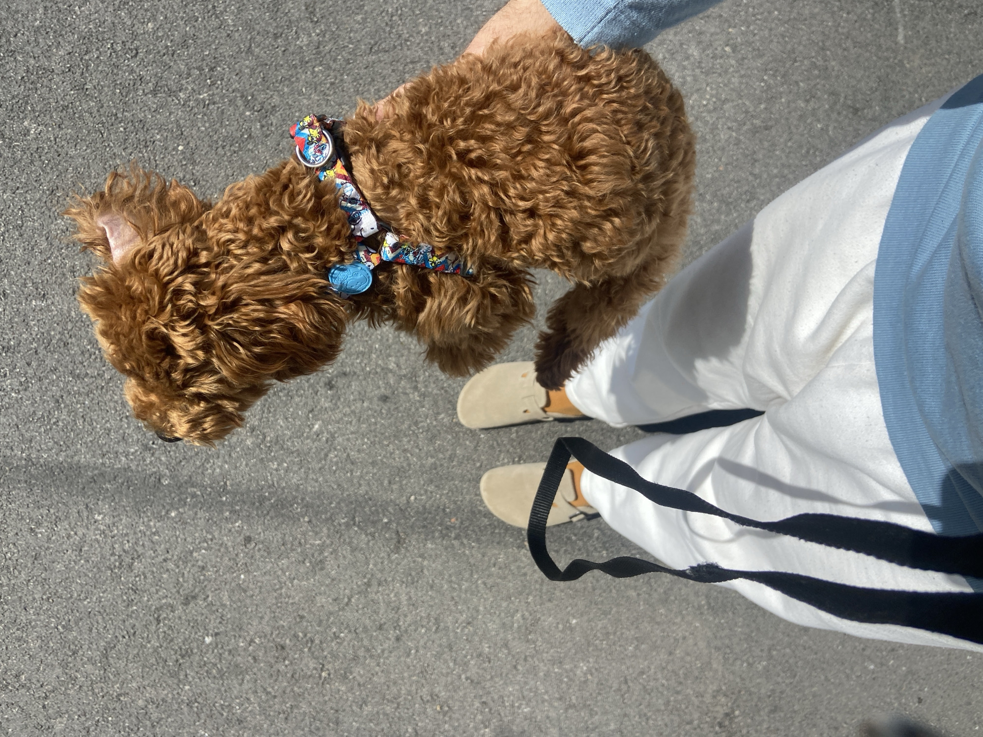 An aerial shot shows a person holding a reddish-brown poodle in their arms on a gray asphalt surface. The person is wearing white pants with black stripes down the sides, a light blue shirt, and light brown suede-like shoes. A black leash lies on the ground. The poodle wears a colorful patterned harness with a metal ring and attached charms. The location is suggested to be in Sutomore, Montenegro.