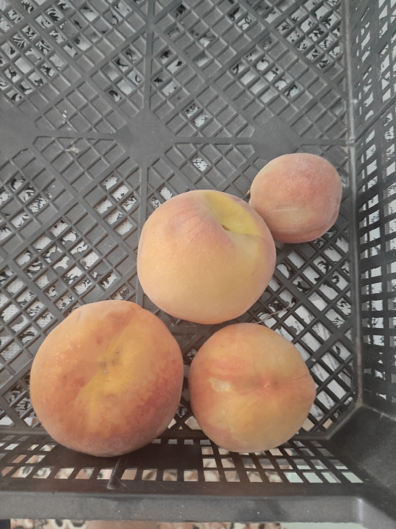 Four ripe peaches are arranged in a black plastic crate. One peach is centrally located, appearing slightly larger than the others. To its right and slightly behind is a smaller peach. Below and to the left of the central peach is another, larger peach. To the right and slightly below the central peach is a fourth peach, similar in size to the one behind it. The background consists of the textured, grid-like surface of the crate, with a patterned material visible through the openings. The scene is indoors, and the lighting suggests daylight. No people are visible, and no specific location in Step-Soci, Moldova, can be determined from the image.