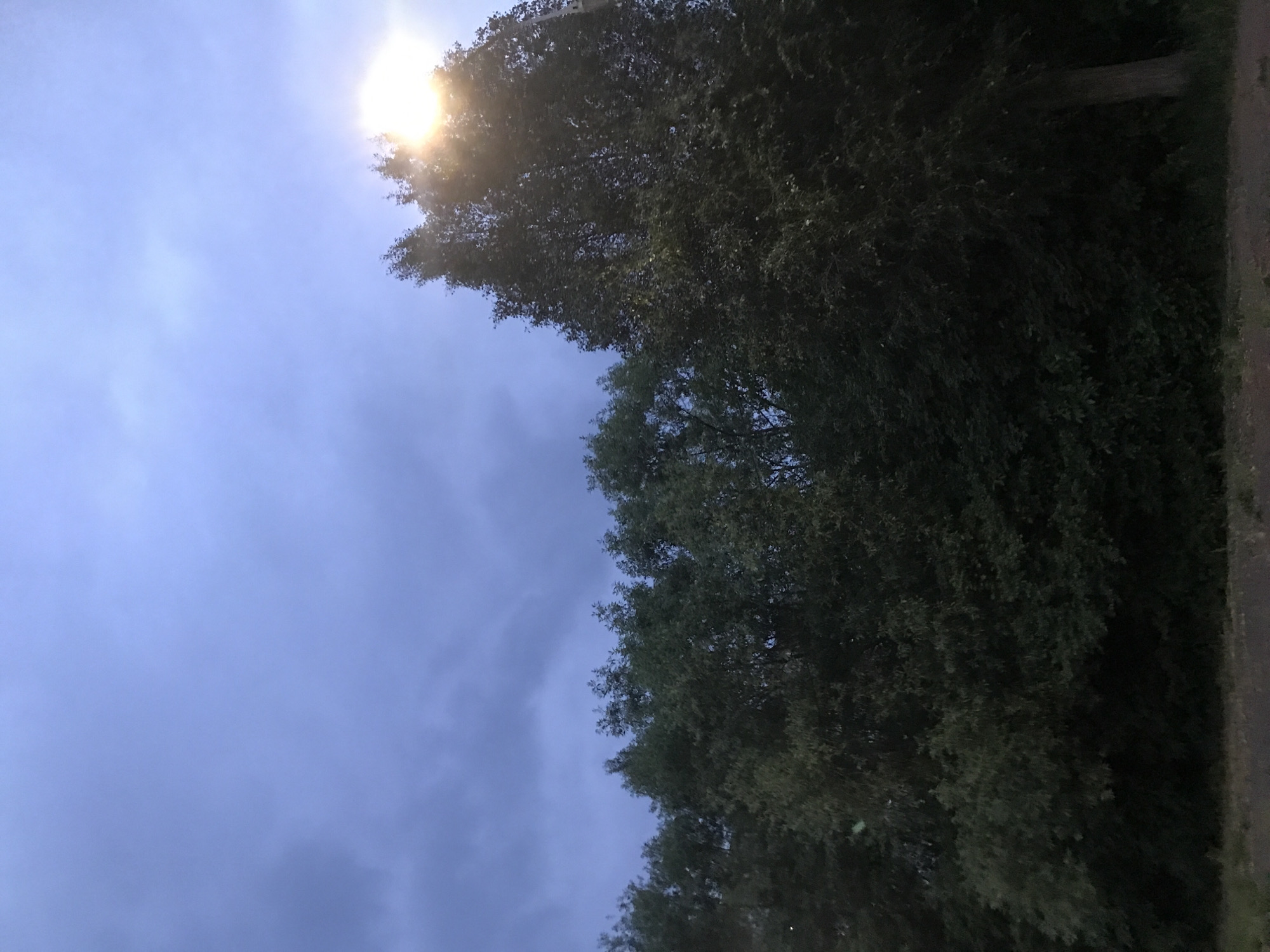 The image depicts a view looking upwards towards a sky partially obscured by trees. The sky is a light blue color with some cloud cover. The sun is visible in the upper left portion of the frame, partially obscured by the foliage of the trees. The trees are located on the right side of the frame and are dark green in color. The setting appears to be outdoors, possibly a park or tree-lined street. Without further information, it's impossible to verify if this scene is in Ternopil, Ukraine.