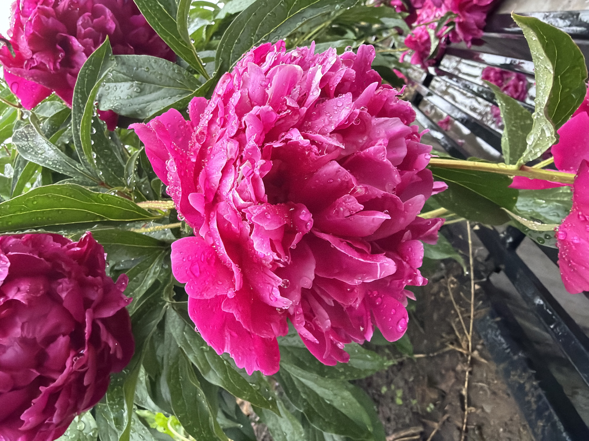 A close-up, eye-level shot captures several vibrant pink peonies, some with lush green leaves, after a rain shower. Water droplets glisten on the petals and foliage. In the background, a dark, slatted structure, likely a bench, is visible, also wet from the rain. The ground is a mix of dark soil and scattered organic debris. The lighting suggests an overcast or shaded environment. The scene is located in a garden or park setting. There are no people or animals present.