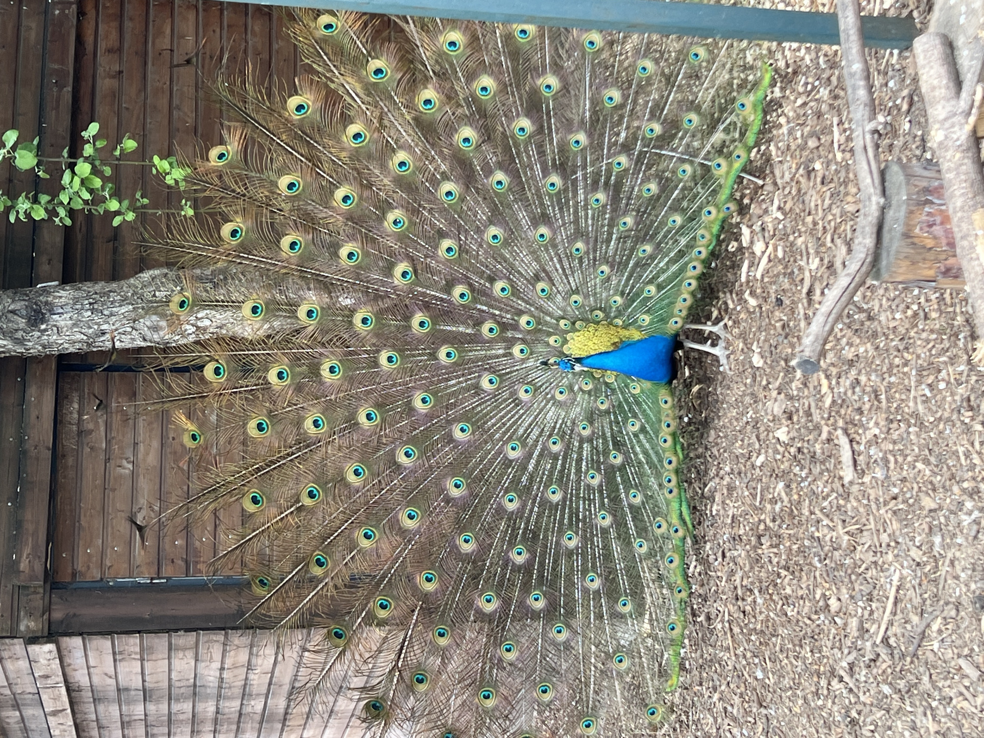 A peacock displays its plumage in an outdoor setting that appears to be a park. The peacock's vibrant blue and green body is surrounded by a fan of feathers, each adorned with an eye-like pattern. The park ground is covered with wood chips and debris. The background includes wooden structures and a tree branch, suggesting a natural or semi-natural environment. The photo was most likely taken in Moscow, Russia.
