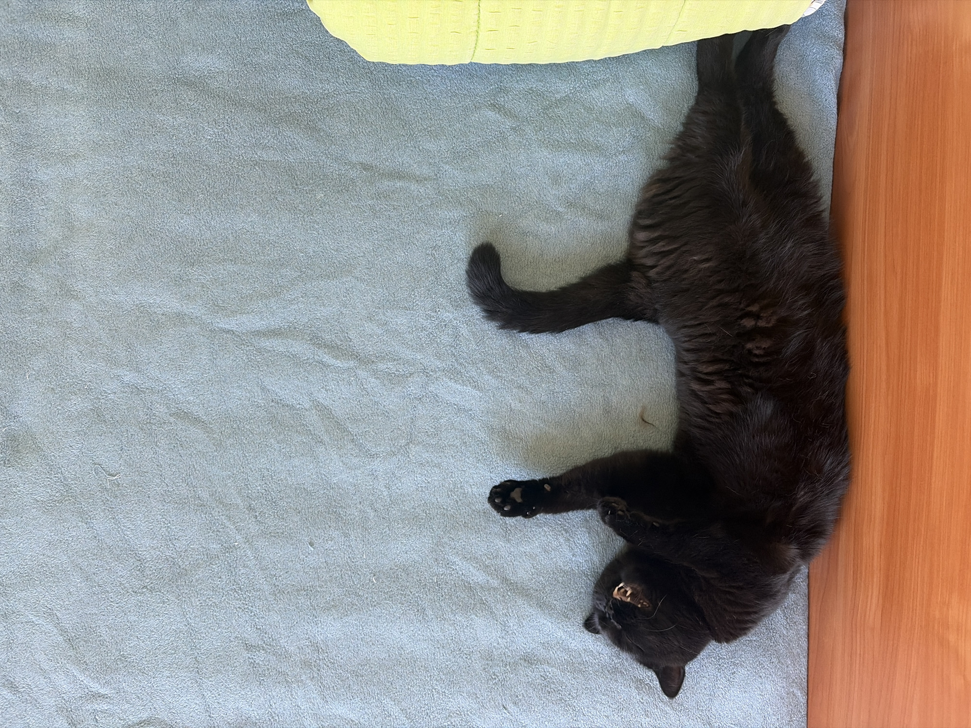 A black cat is lying on its back on a light blue textured surface. The cat's paws are raised in the air. The cat's mouth is open, revealing its teeth. The cat's tail is curled behind it. A portion of a yellow object is visible on the right side of the image. The bottom of the image shows a wooden surface. The scene is indoors, on an unknown floor.