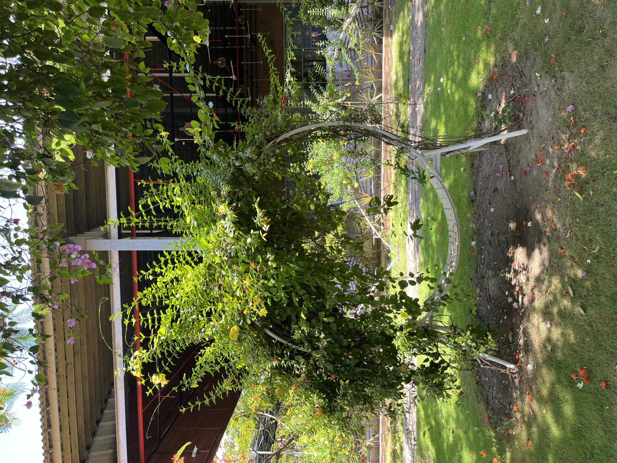 An outdoor scene in Dong Ninh Hoa Ward, Vietnam, shows a lush green lawn with scattered fallen orange, pink, and white flower petals. A large, overgrown plant with green leaves and yellow flowers is prominently featured, cascading over a white, circular metal archway structure. The archway has a hammock-like seat made of white straps. Behind the foliage, a building with a beige, sloped roof and visible beams is present. Red pipes are visible running along the underside of the roof. The building appears to have large windows or glass doors, and interior elements like fans and light fixtures are discernible. The ground around the base of the plant is bare earth, contrasting with the surrounding grass. The overall impression is a vibrant, natural setting integrated with a man-made structure.