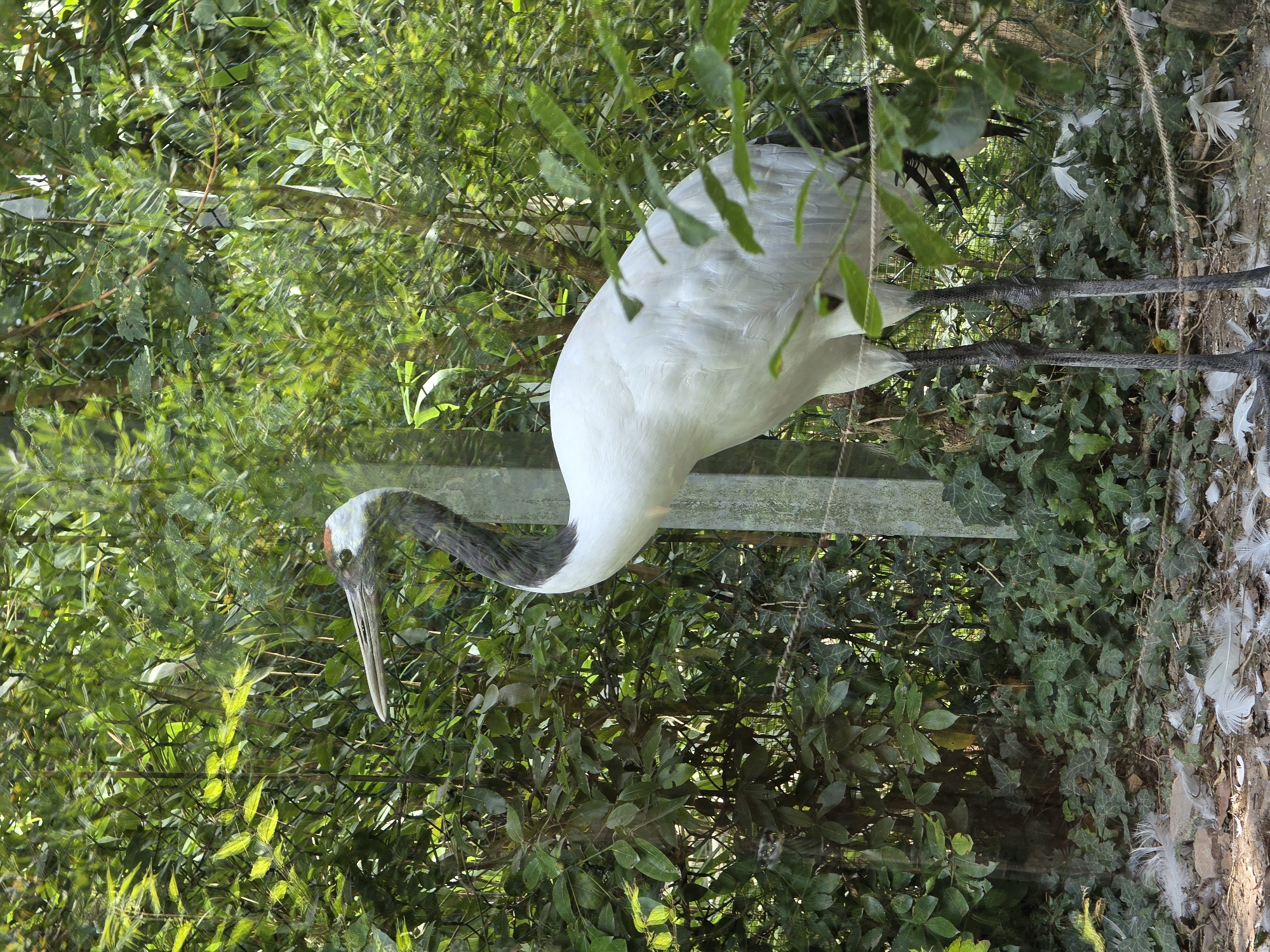 A red-crowned crane stands in a lush, green environment, likely an enclosure at a zoo or wildlife park in Bussolengo, Italy. The bird is predominantly white with black markings on its neck and head, and a distinctive red patch on its crown. It is positioned centrally in the frame, facing left, with its long legs visible. The background consists of dense foliage, appearing as a wall of green leaves and branches, with a chain-link fence partially visible. The ground is covered in dirt, leaves, and scattered white feathers. A concrete post and some rope are also present within the scene, suggesting man-made elements within the naturalistic setting. The overall impression is that of a captive bird in a carefully maintained habitat.